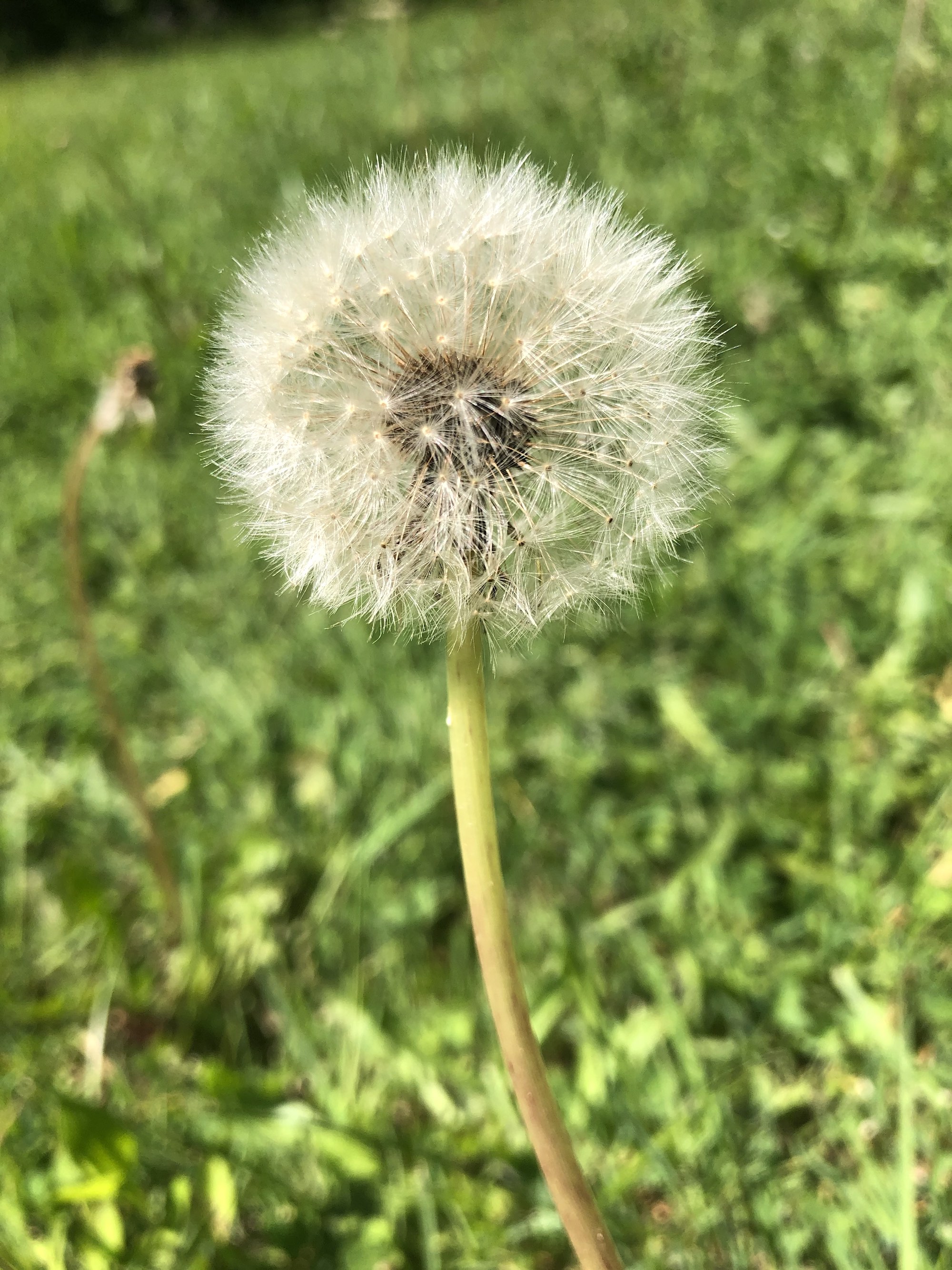 Dandelion puffball in Nakoma Park in Madison Wisconsin on May 31, 2020.