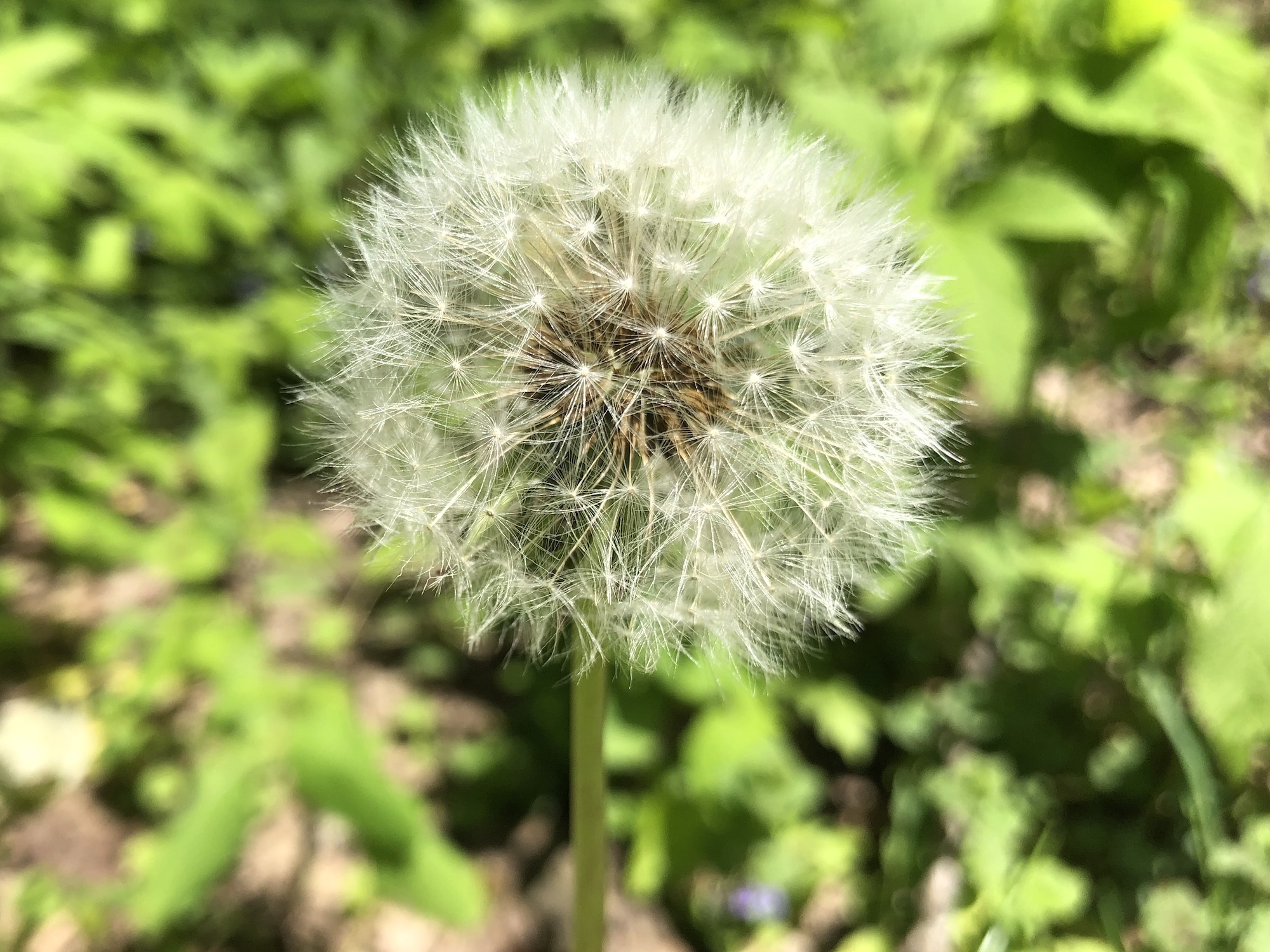 Dandelion puffball in Nakoma Park in Madison, Wisconsin on May 26, 2020.