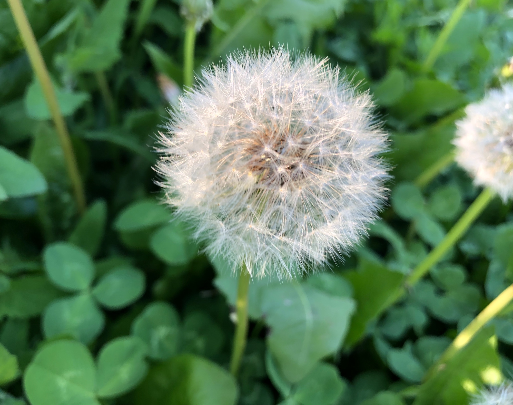 Dandelion puffball in Nakoma Park in Madison, Wisconsin on May 26, 2020.