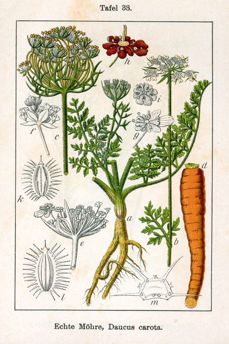 Queen Anne's Lace botanical illustration.