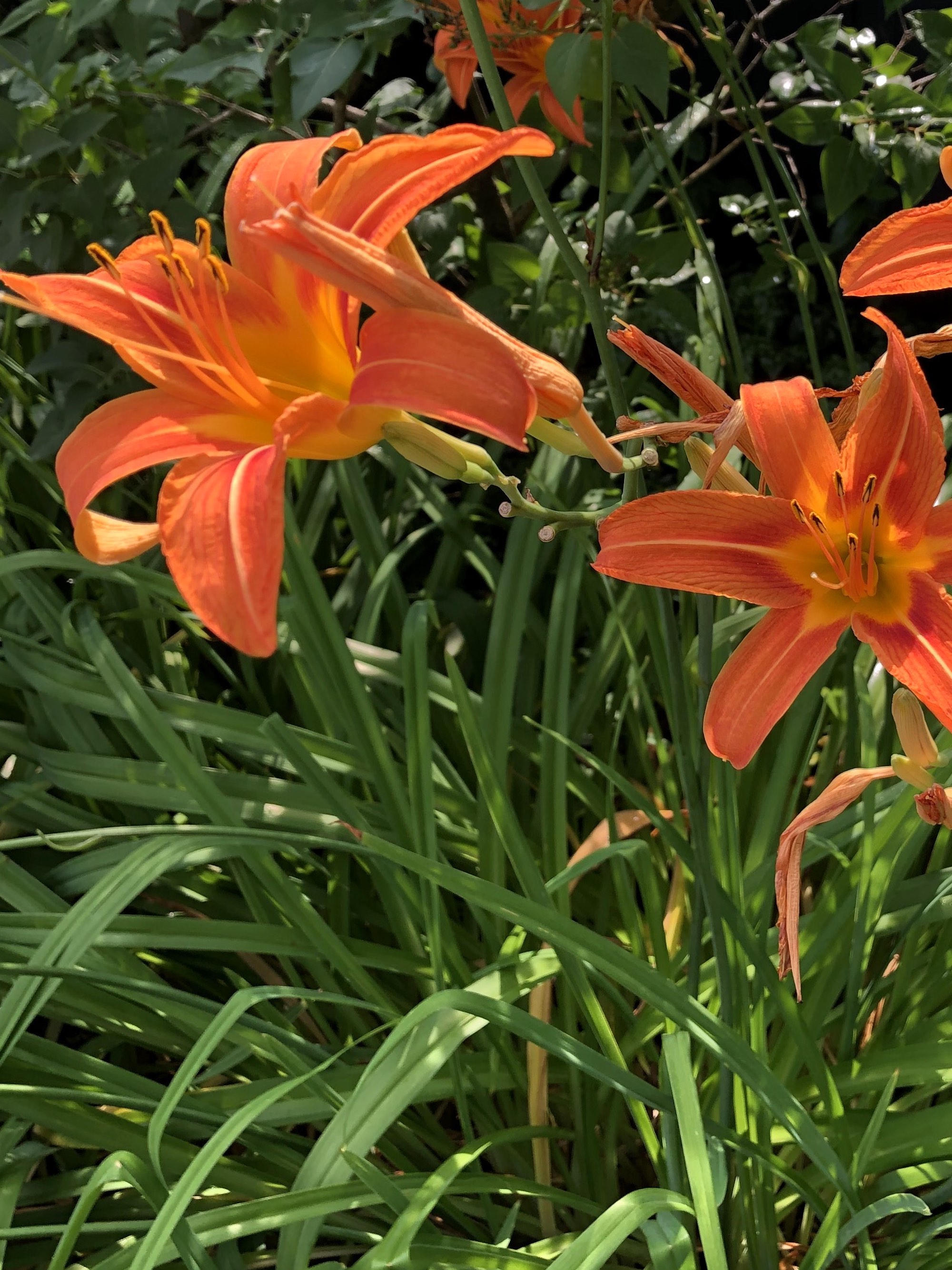Orange Day Lily in Nakoma yard in Madison, Wisconsin on July 8, 2020.