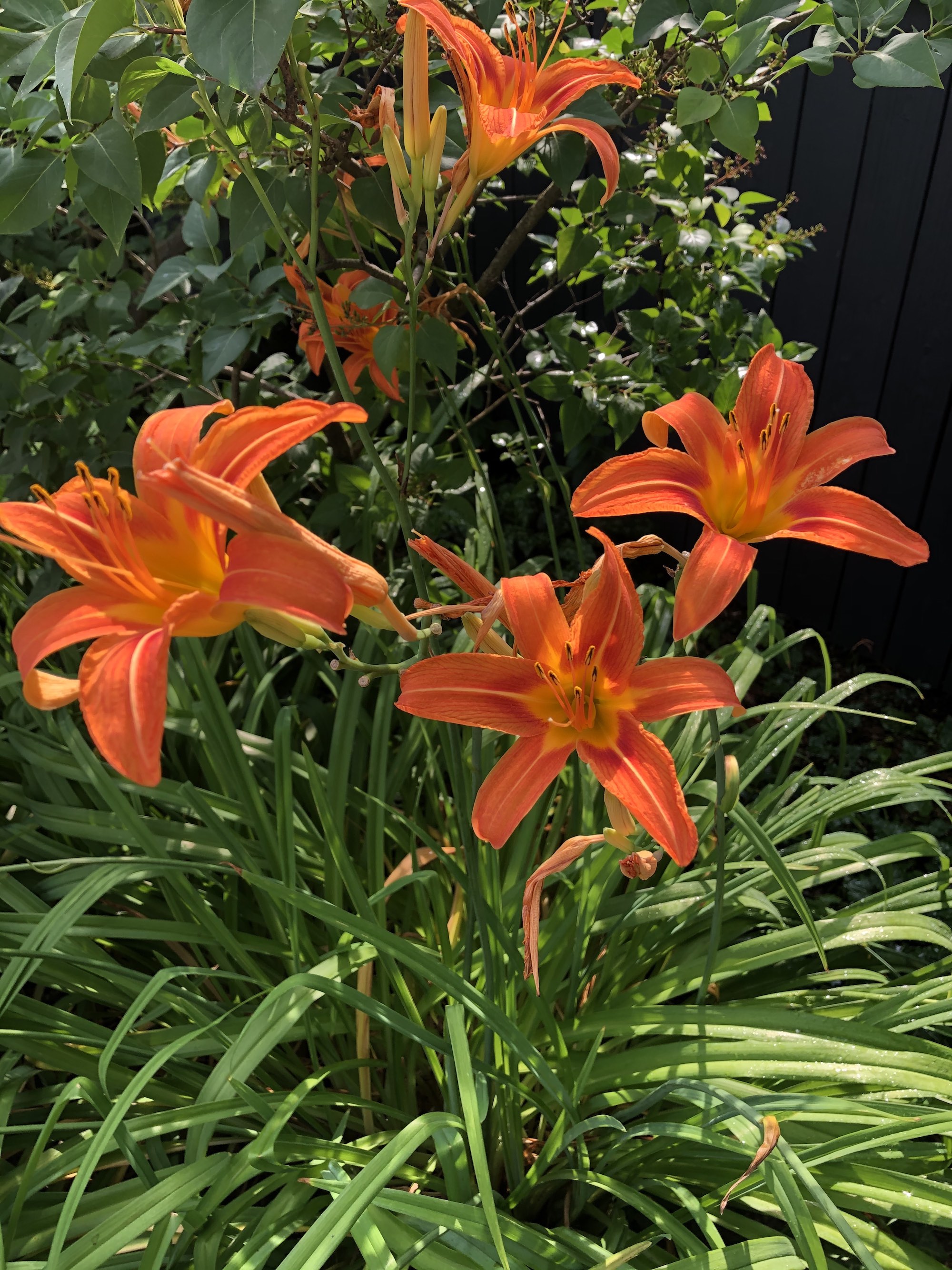 Orange Day Lily in Nakoma yard in Madison, Wisconsin on July 9, 2020.