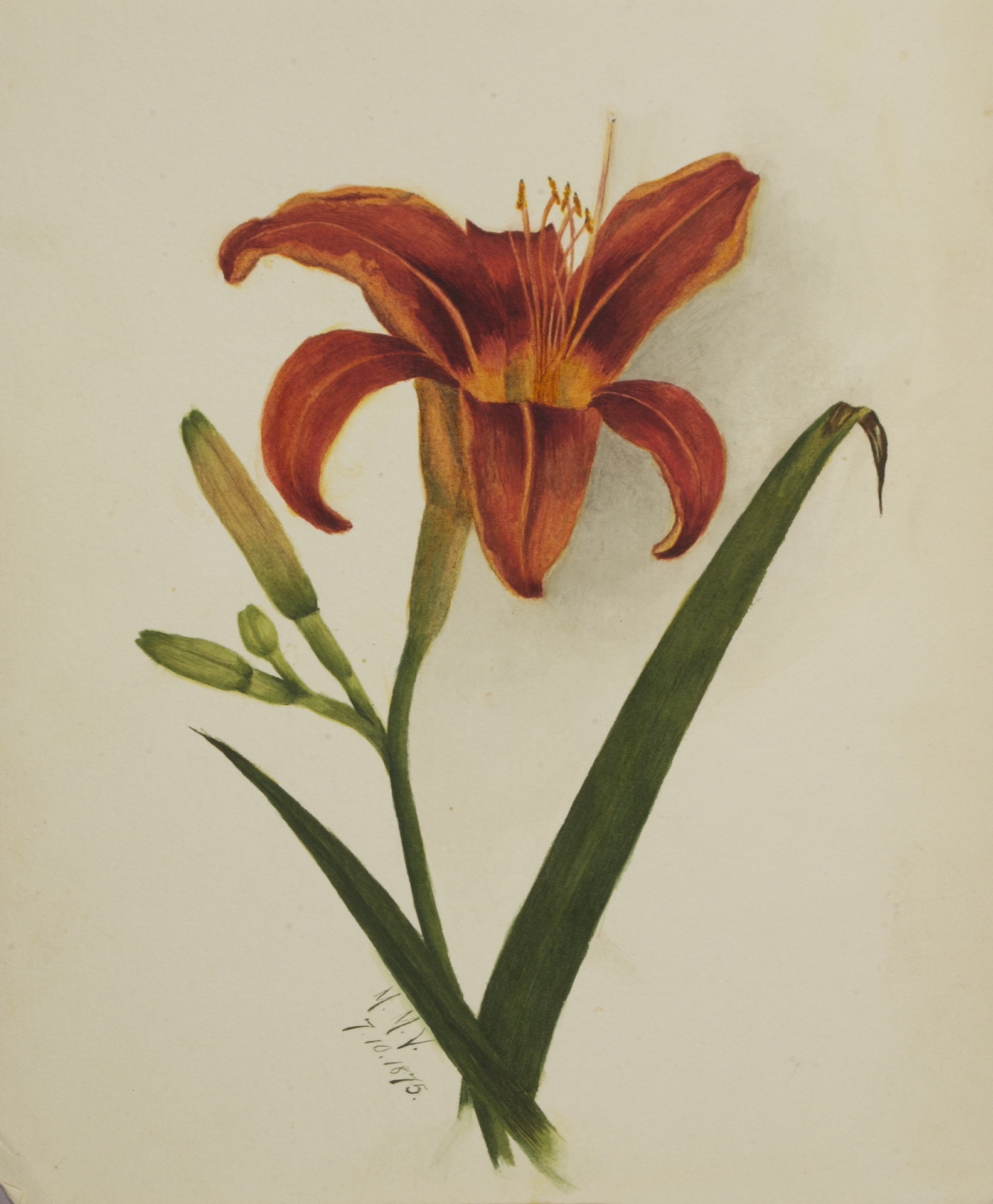 1875 Day Lily illustration by Mary Vaux Walcott.