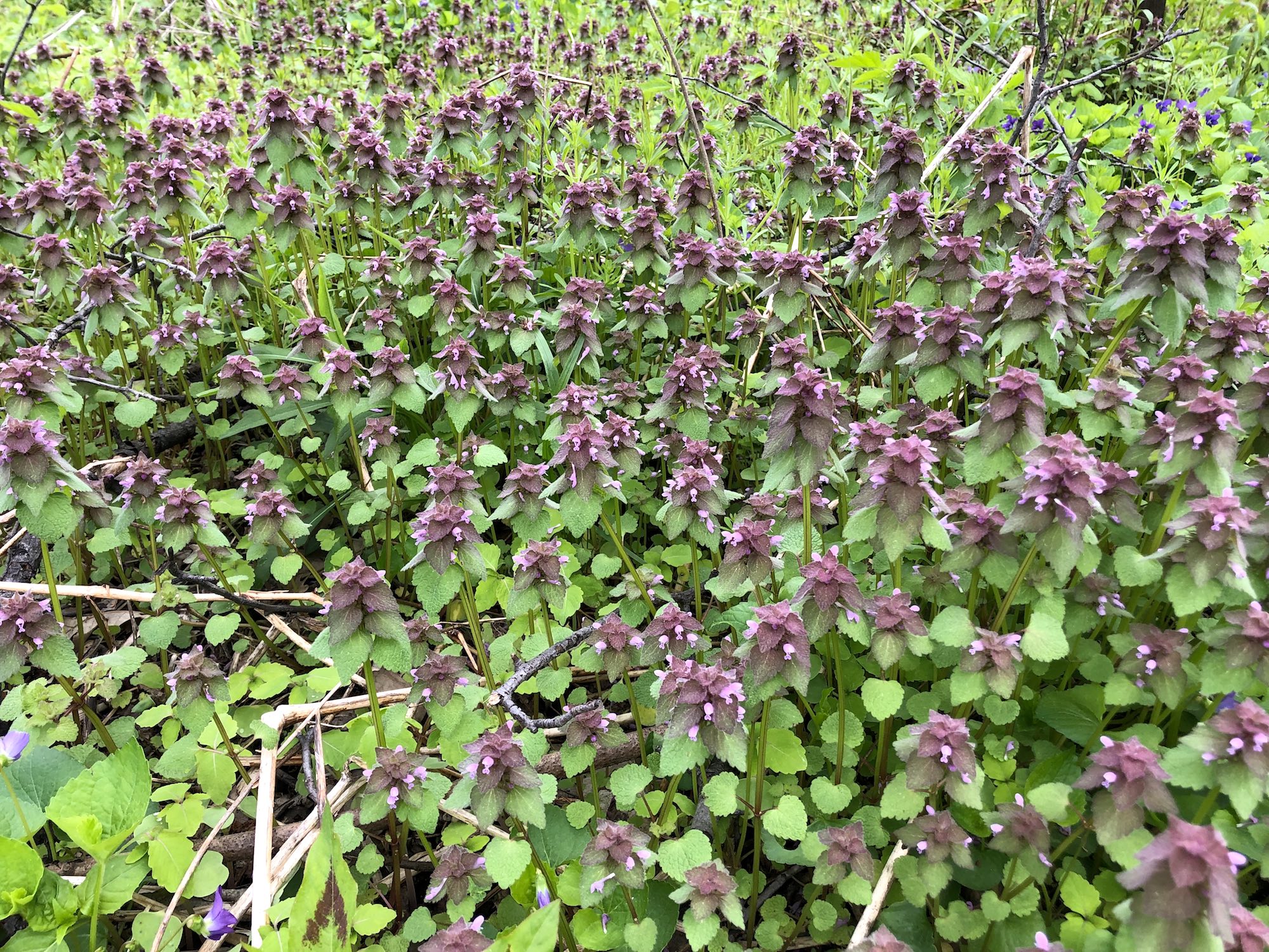 Purple Dead-Nettles in Oak Savanna in the U.W. Arboretum in Madison, Wisconsin on May 11, 2019.