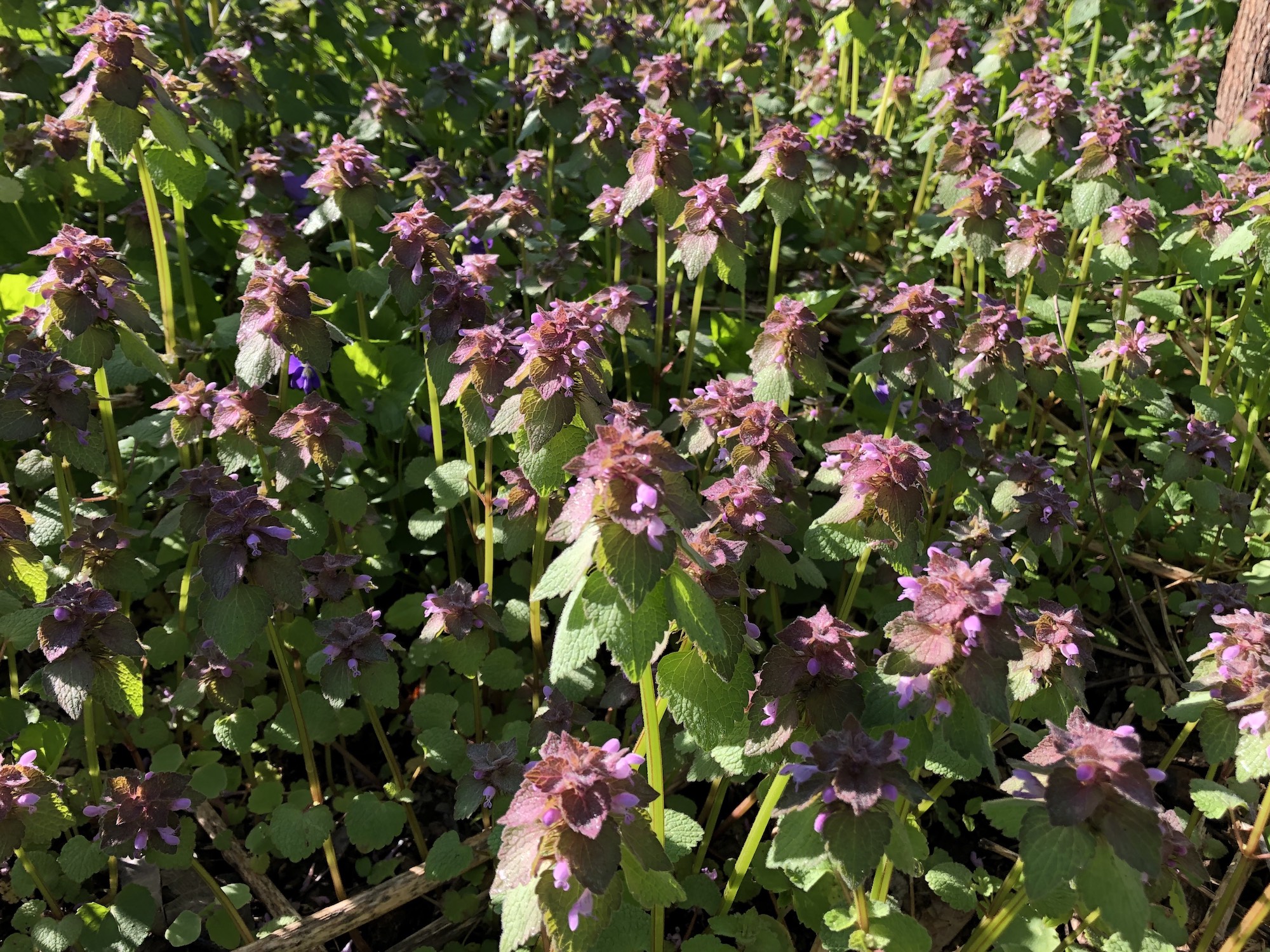 Purple Dead-Nettles in Oak Savanna in the U.W. Arboretum in Madison, Wisconsin on May 12, 2019.
