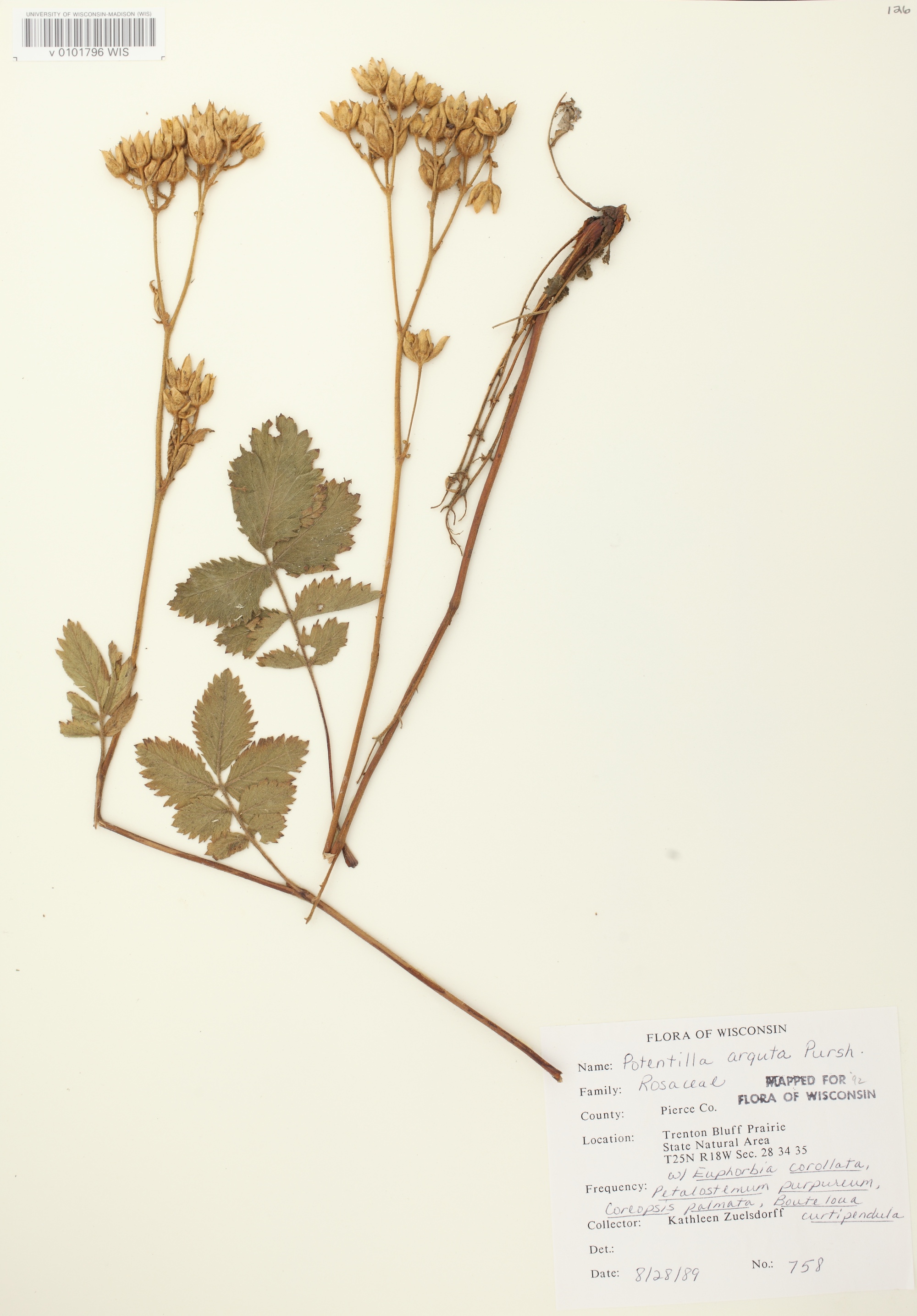 Prairie Cinquefoil specimen collected in Pierce County in the Trenton Bluff Area on August 28, 1989.