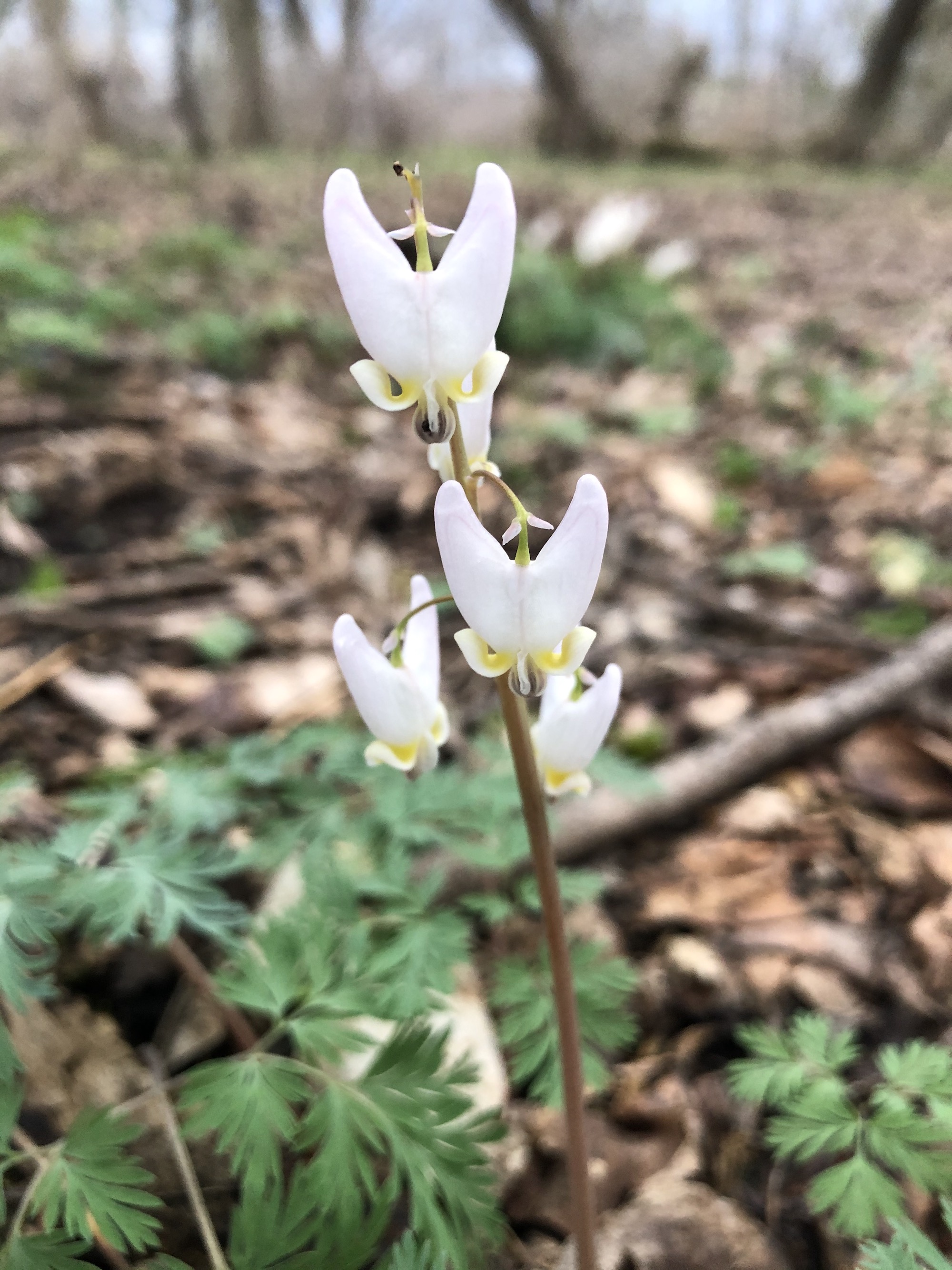 Dutchman's Breeches in woods between Oak Savanna and Marion Dunn on April 12, 2021.