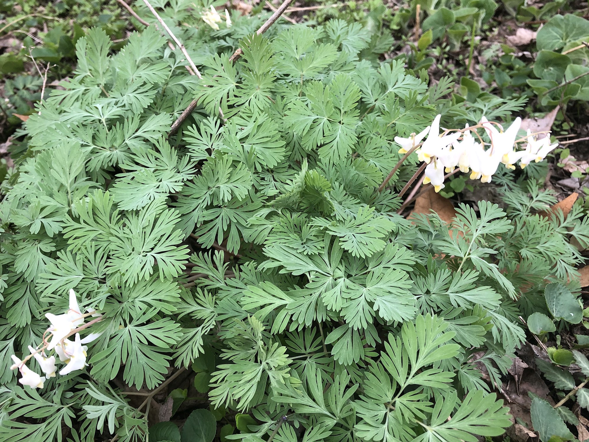 Dutchman's Breeches on April 22, 2019 by Duck Pond.