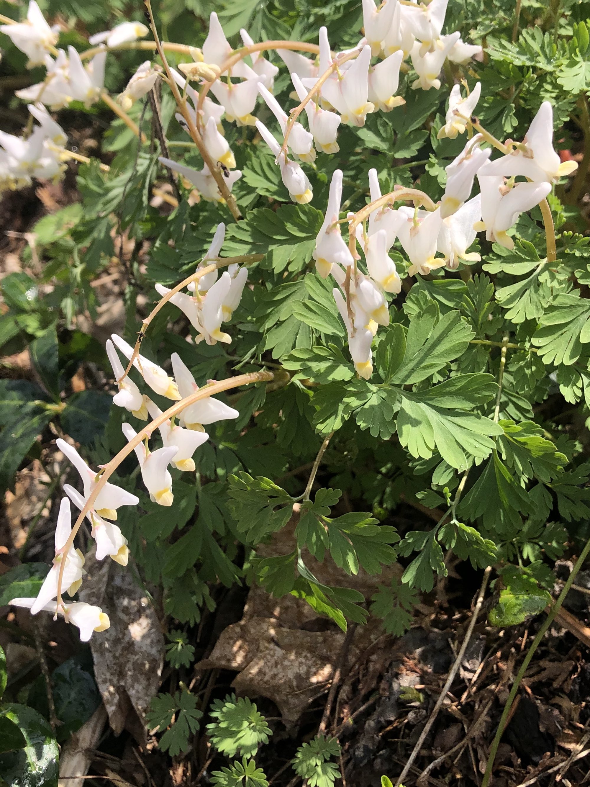 Dutchman's Breeches in yard behind Gates and Brovie on April 24, 2023.