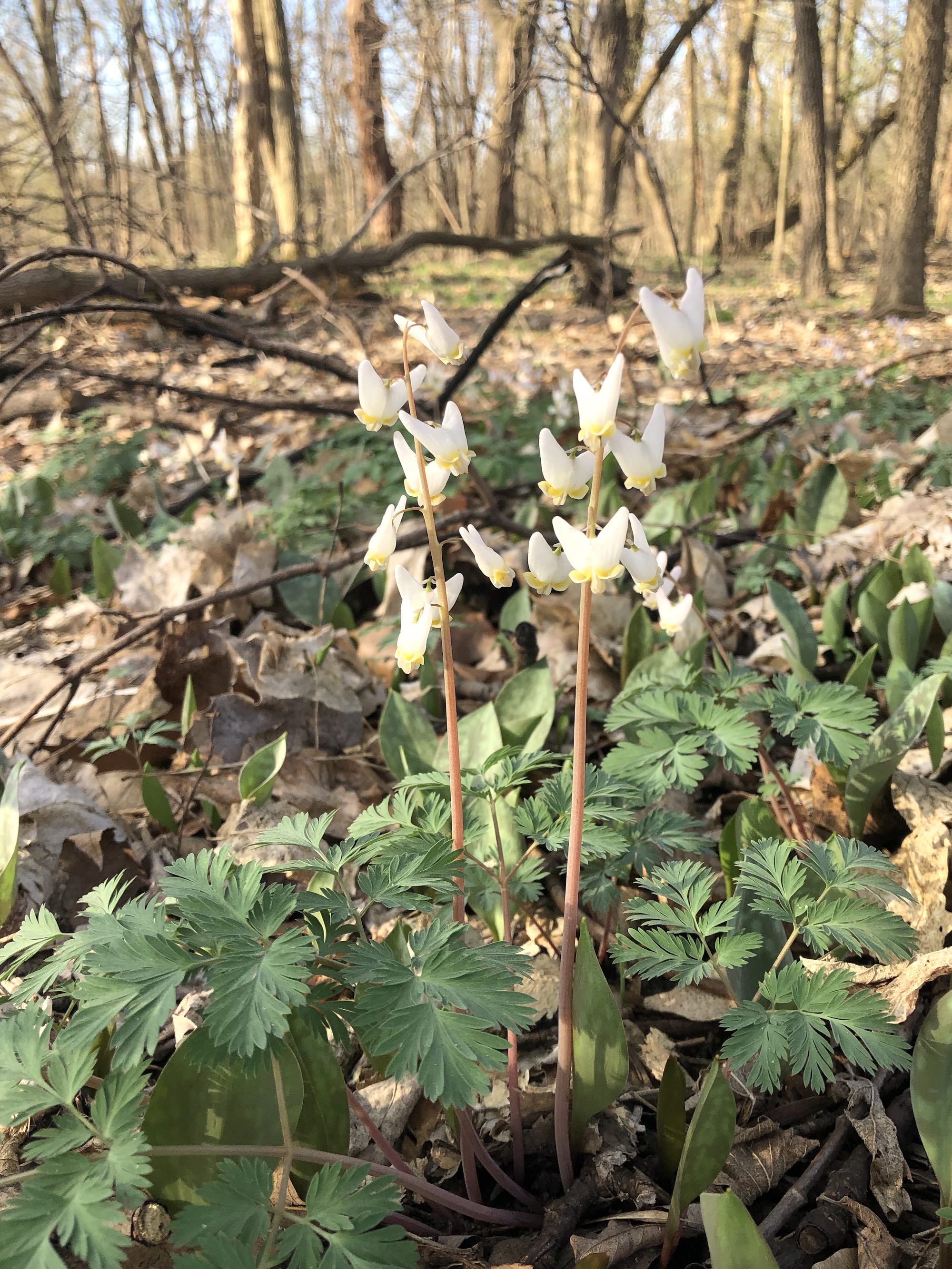 Dutchman's Breeches in woods between Oak Savanna and Marion Dunn Pond in the University of Wisconsin Arboretum on April 15, 2023.