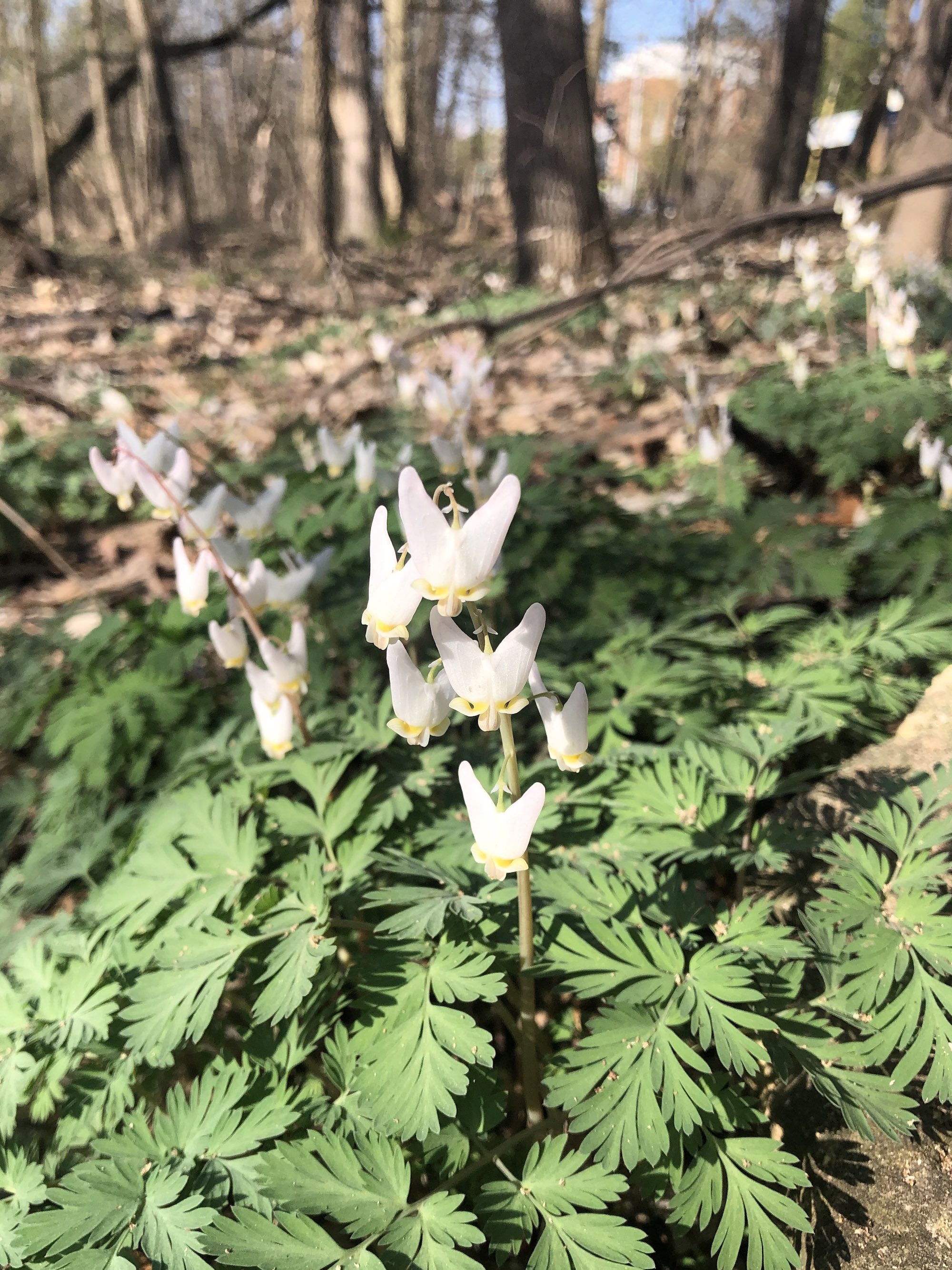 Dutchman's Breeches in woods between Oak Savanna and Marion Dunn Pond in the University of Wisconsin Arboretum on April 15, 2023.