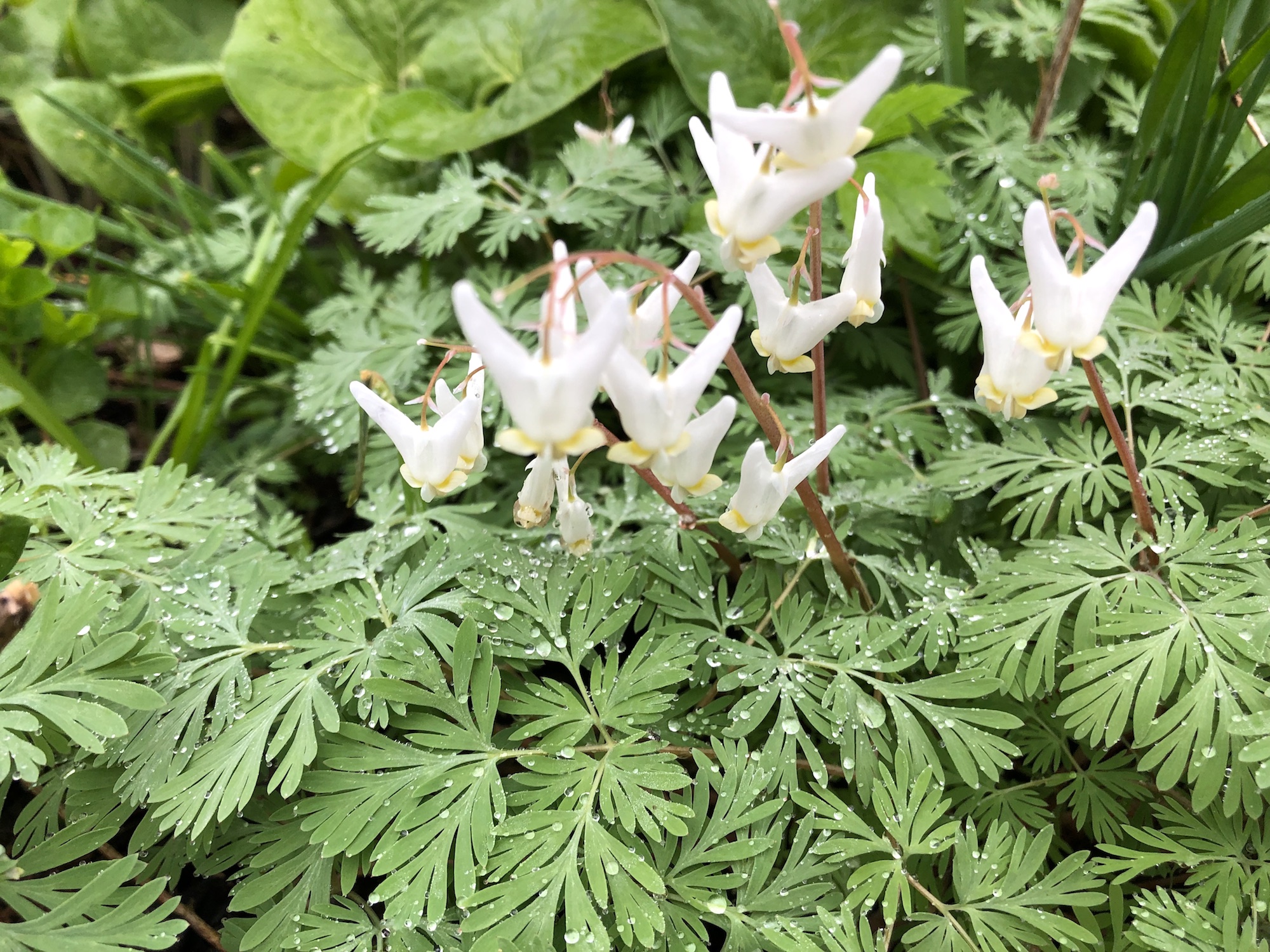 Dutchman's Breeches by Duck Pond on April 30, 2019.