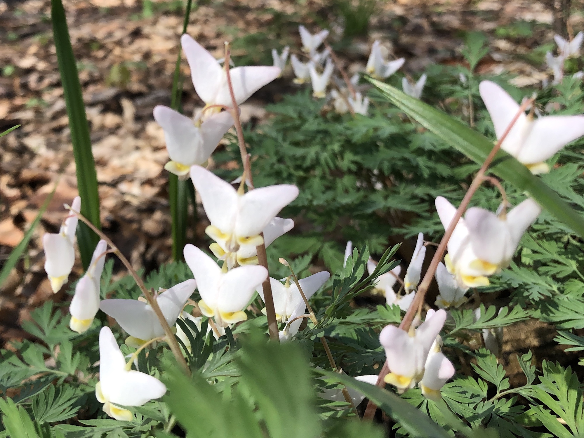 Dutchman's Breeches on April 23, 2019 in woods between Oak Savanna and Marion Dunn.
