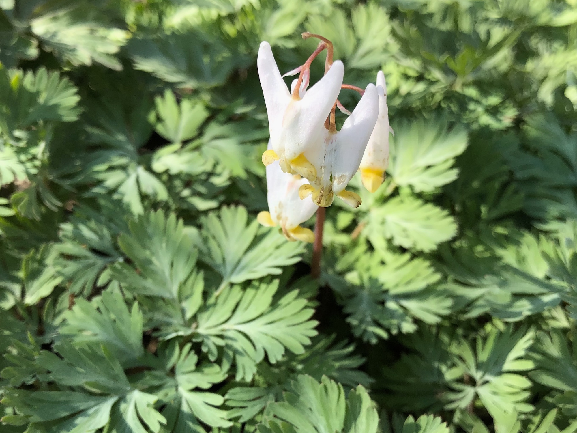 Dutchman's Breeches by Duck Pond on April 22, 2020.