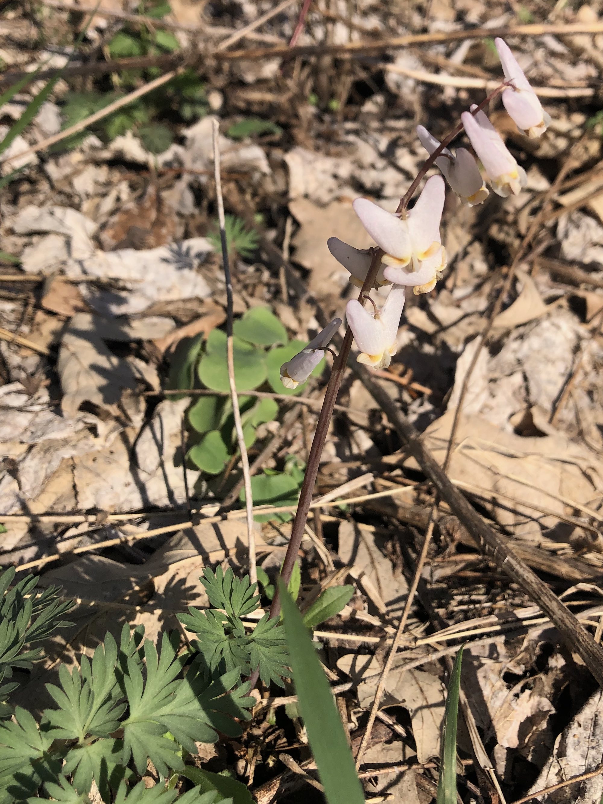 Dutchman's Breeches by Council Ring in the University of Wisconsin Arboretum Oak Savanna on April 15, 2023.