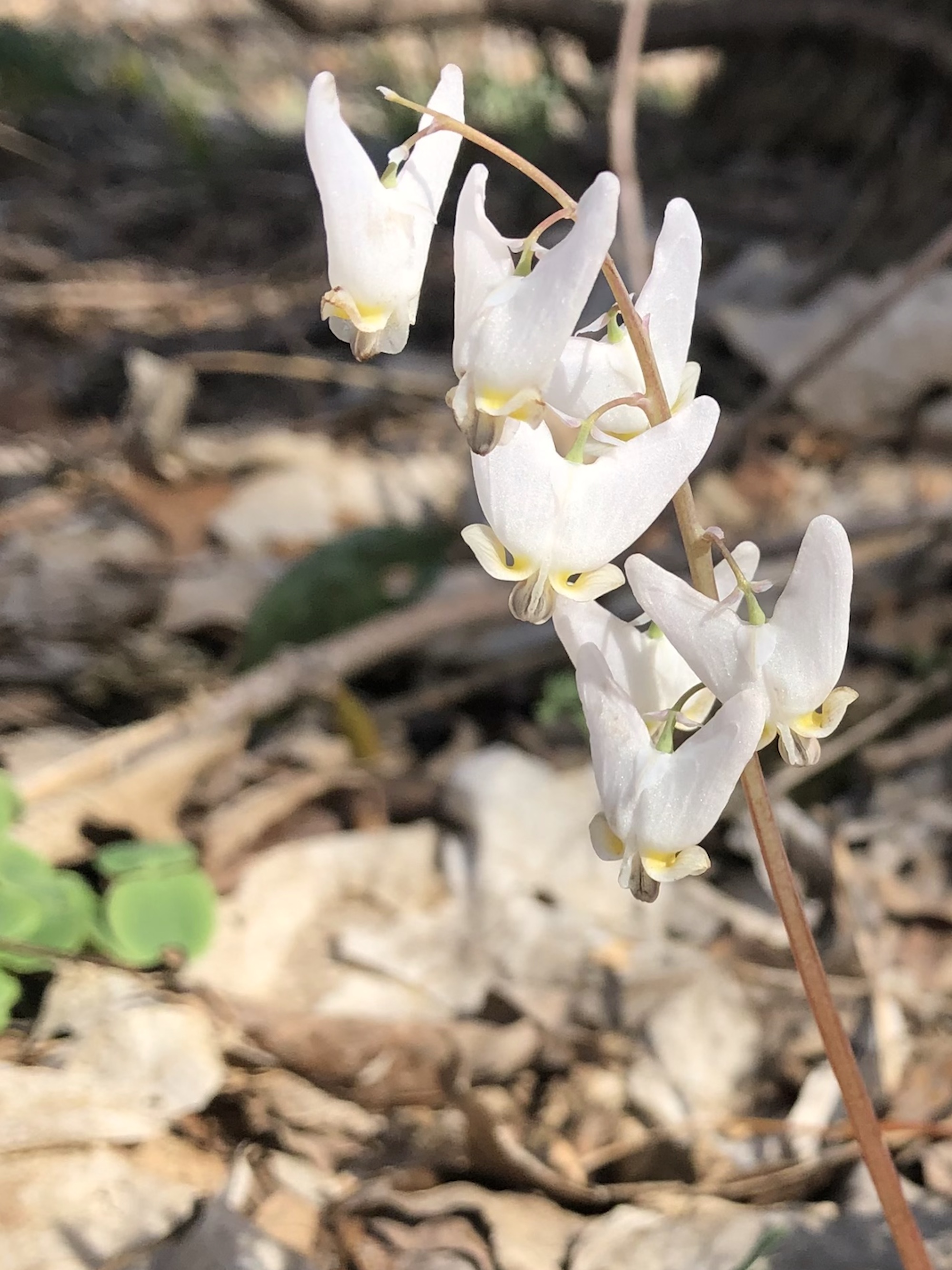 Dutchman's Breeches in woods between Oak Savanna and Marion Dunn Pond in the University of Wisconsin Arboretum on April 18, 2023.