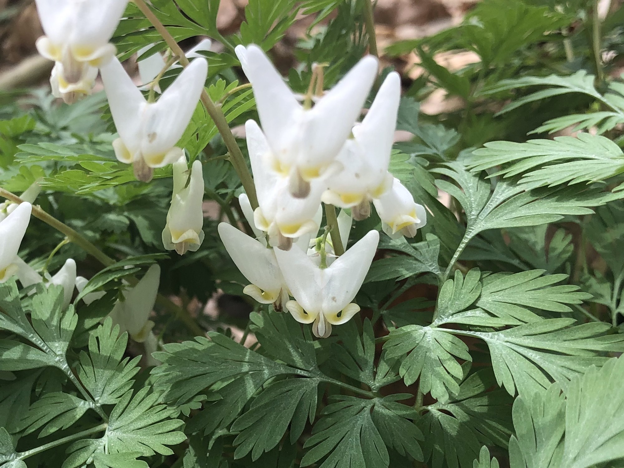Dutchman's Breeches in the Maple-Basswood Forest of the University of Wisconsin Arboretum on May 4, 2020.