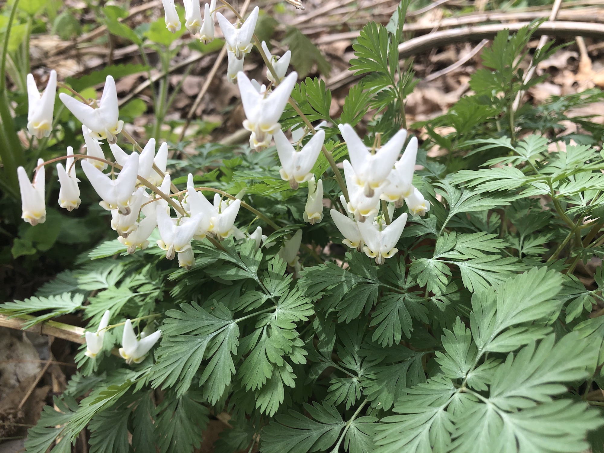 Dutchman's Breeches in the Maple-Basswood Forest of the University of Wisconsin Arboretum on May 4, 2020.