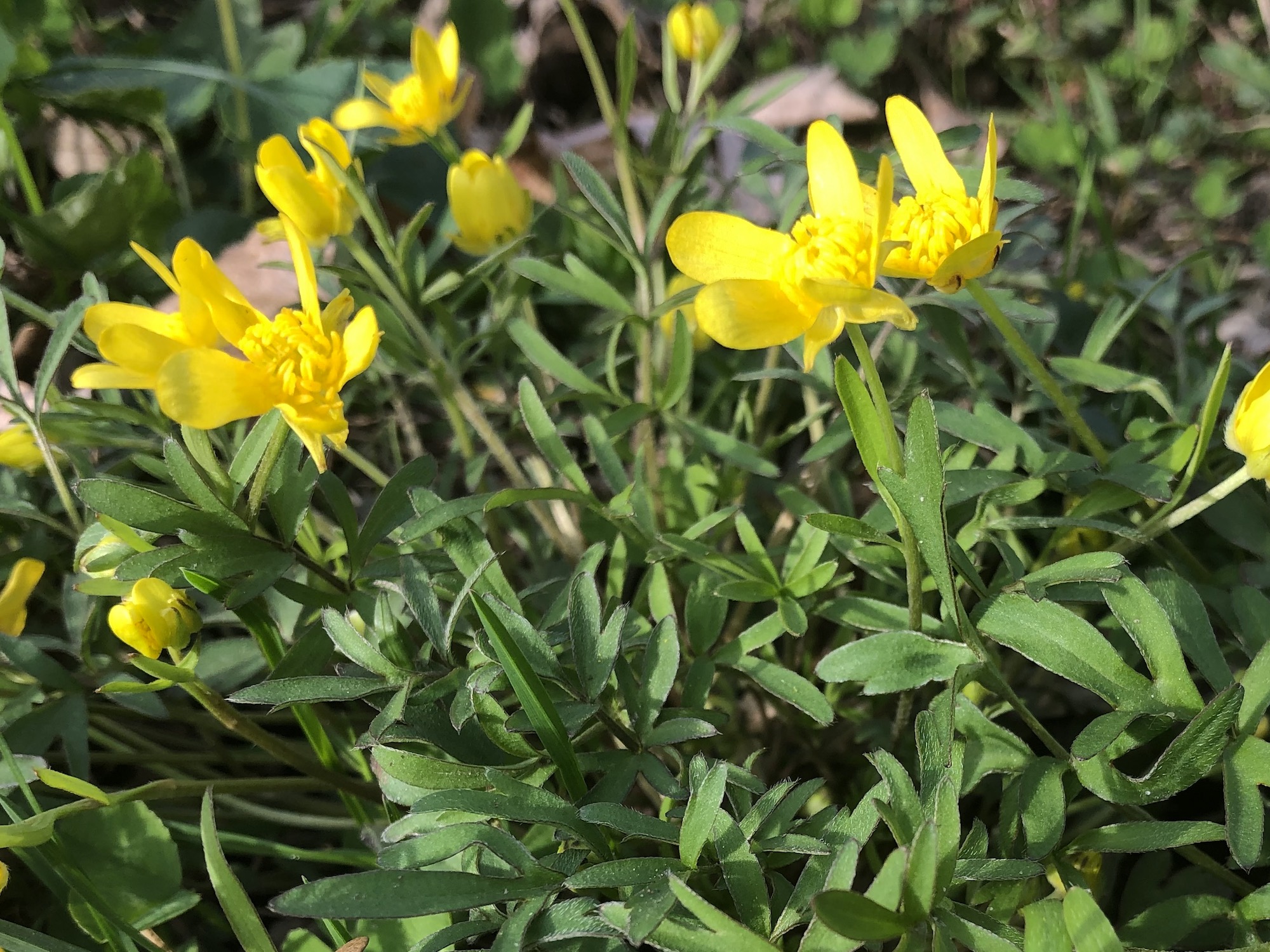 Early Buttercup in Nakoma Park in Madison, Wisconsin on May 2, 2020.