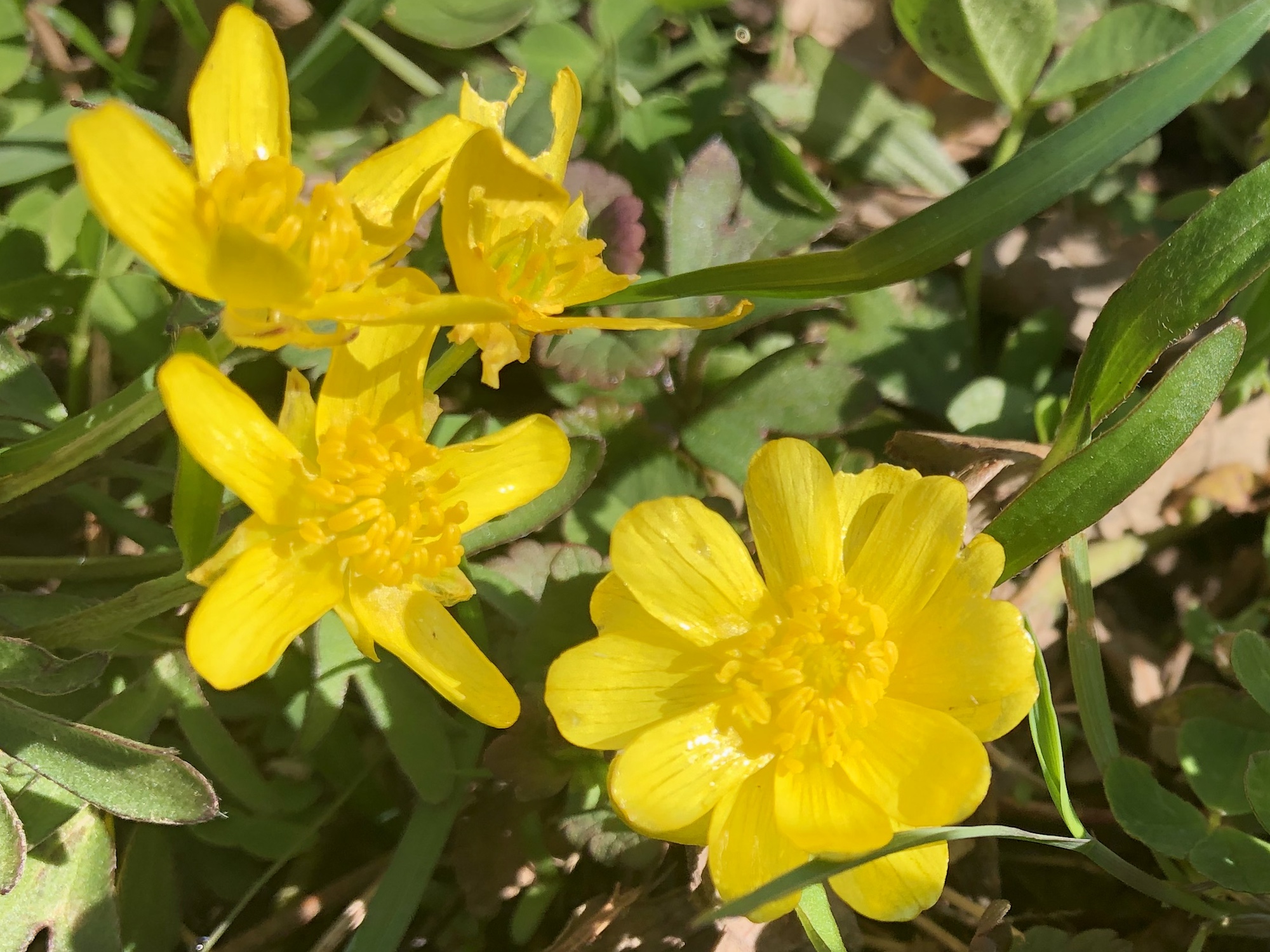 Early Buttercup in Nakoma Park in Madison, Wisconsin on April 30, 2020.