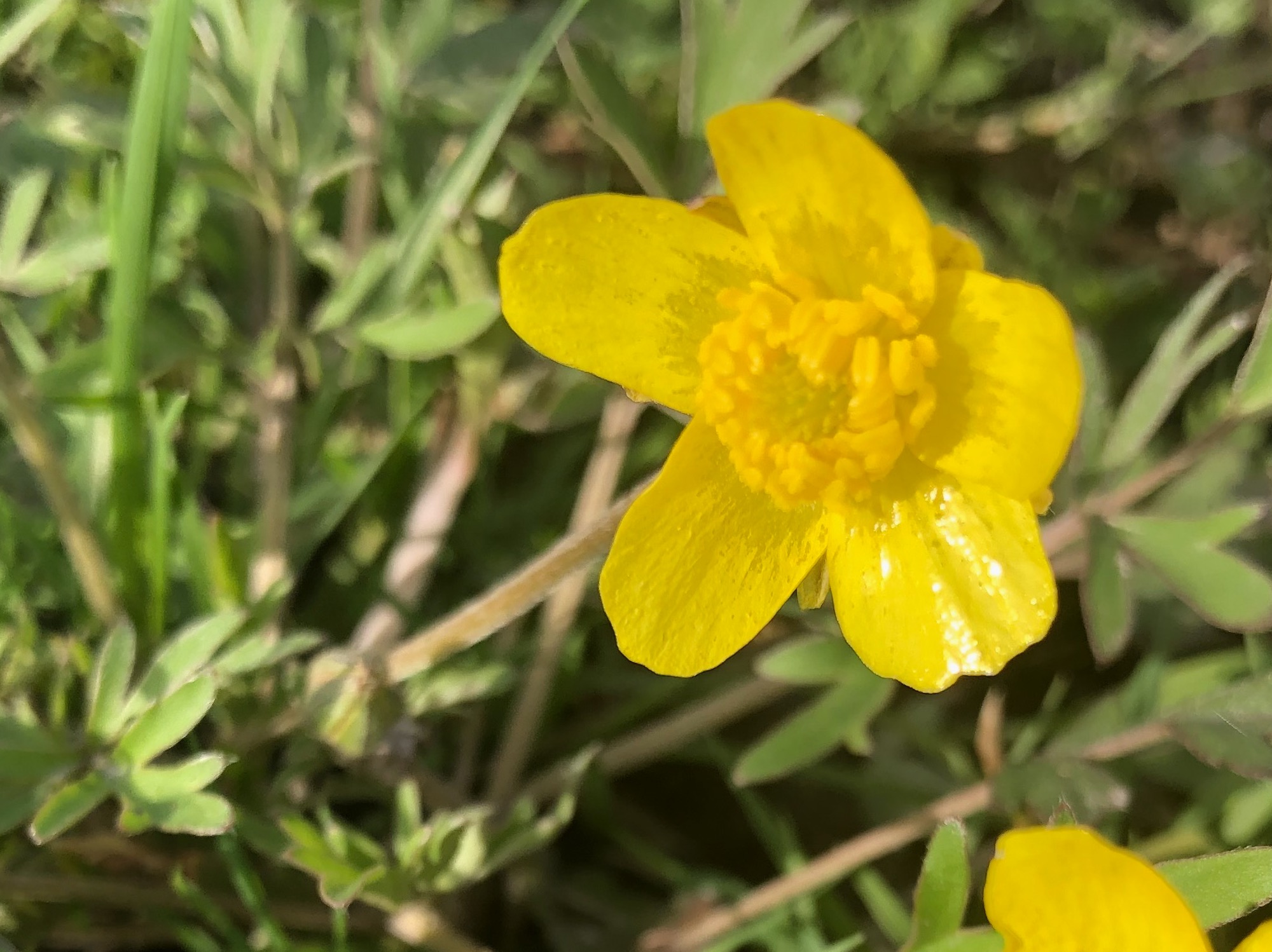 Early Buttercup in Nakoma Park in Madison, Wisconsin on May 2, 2020.