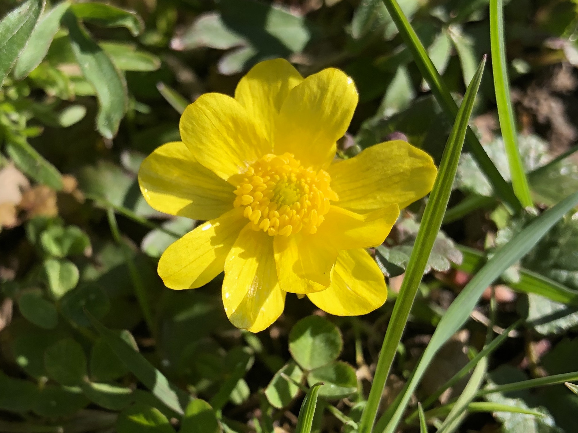 Early Buttercup in Nakoma Park in Madison, Wisconsin on April 30, 2020.