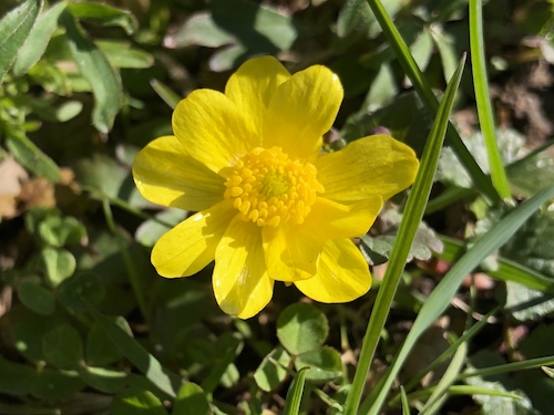 Early Buttercup.