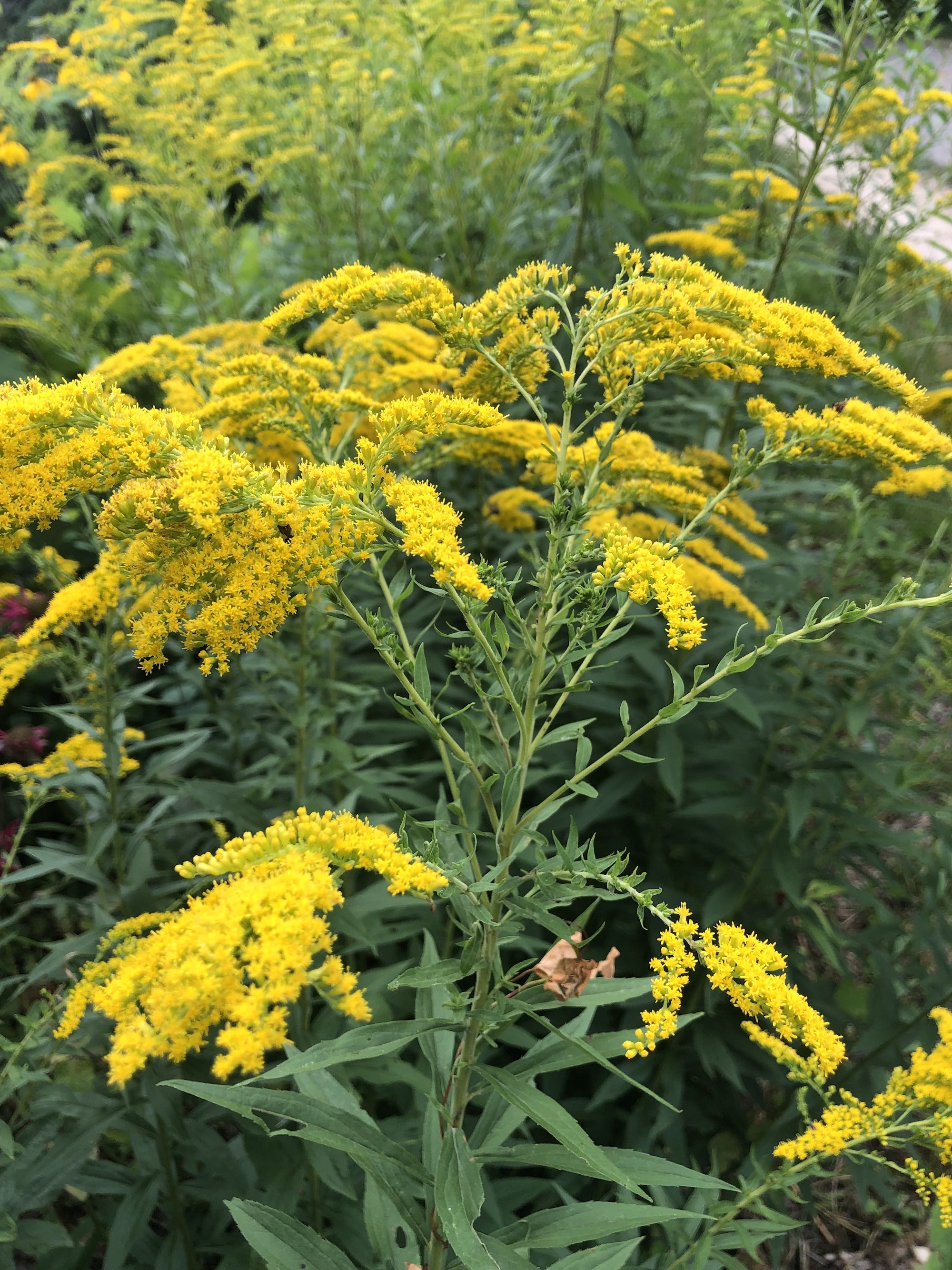 Early Goldenrod along bike path behind Gregory Street in Madison, Wisconsin on July 31, 2021.
