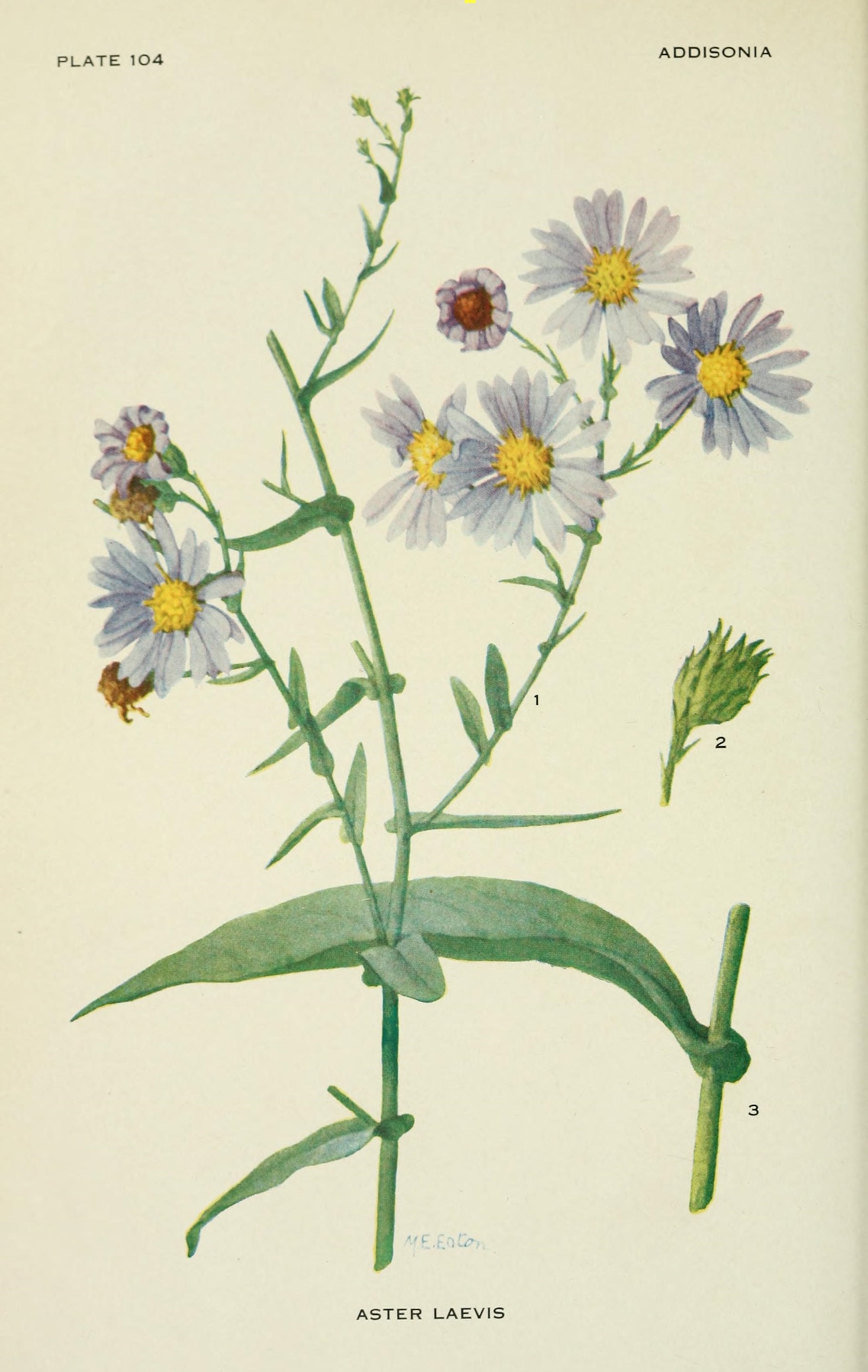 Smooth Blue Aster (Symphyotrichum laeve) botanical illustration by Mary Emily Eaton circa 1918.