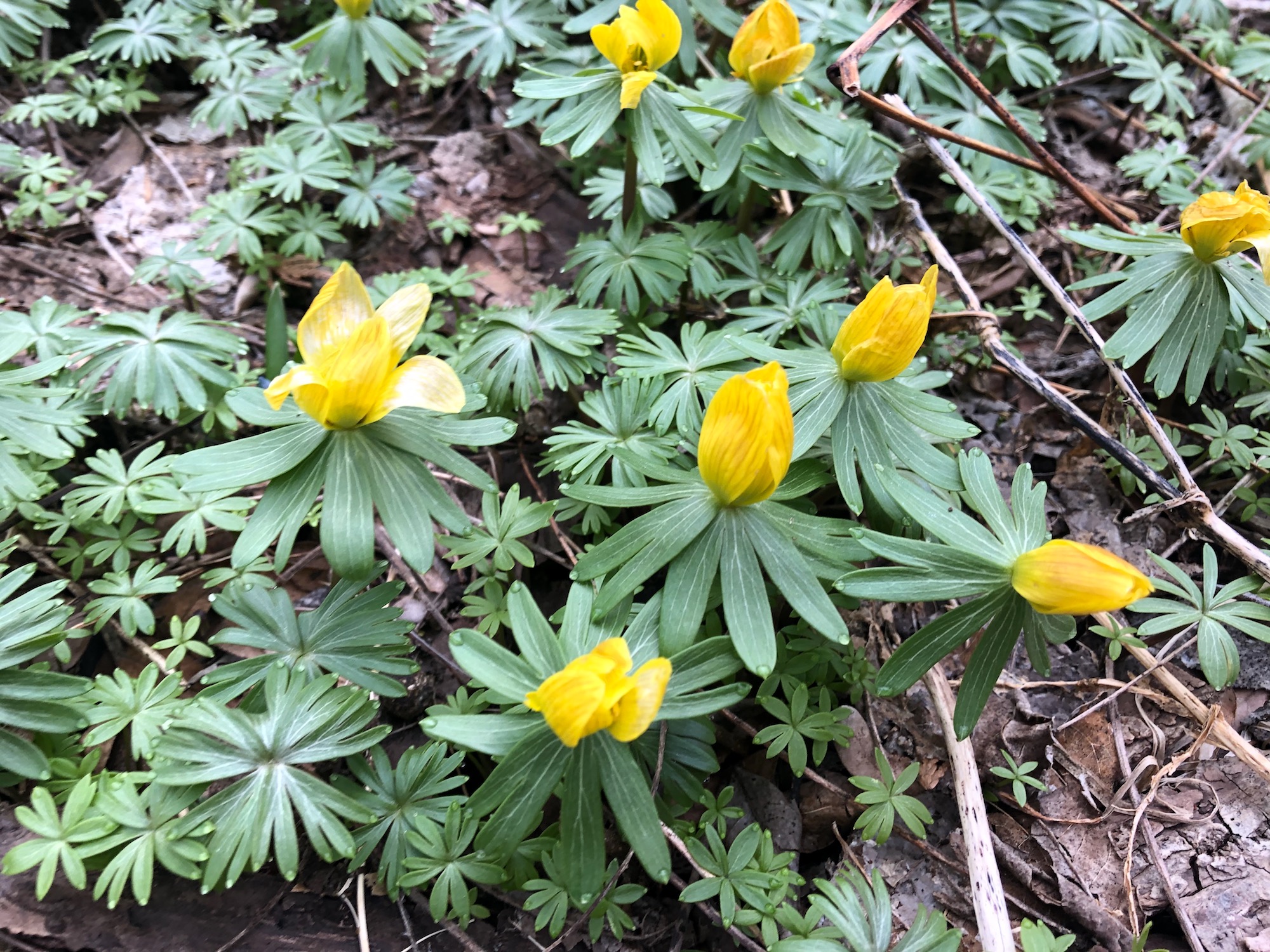Winter Aconite in yard near the Duck Pond on March 25, 2020.