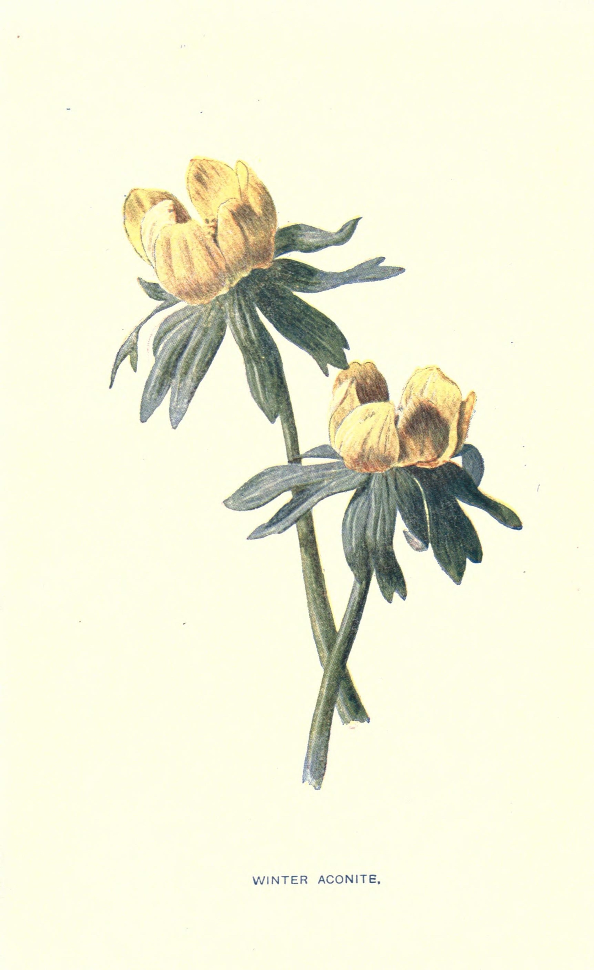 Winter Aconite 1907 botanical illustration.