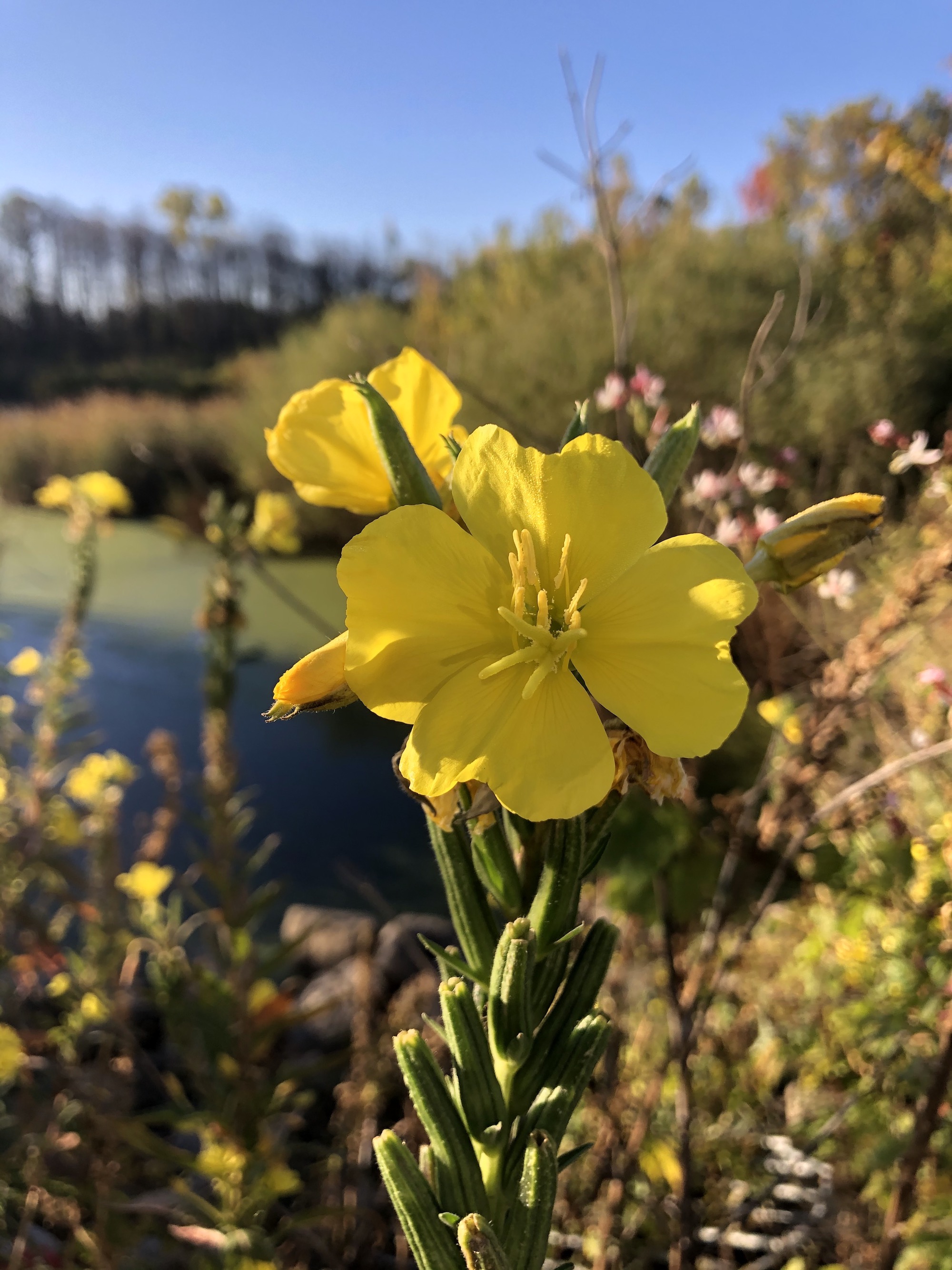 Evening Primrose along shore of the Marion Dunn Pond in Madison, Wisconsin on October 8, 2020.