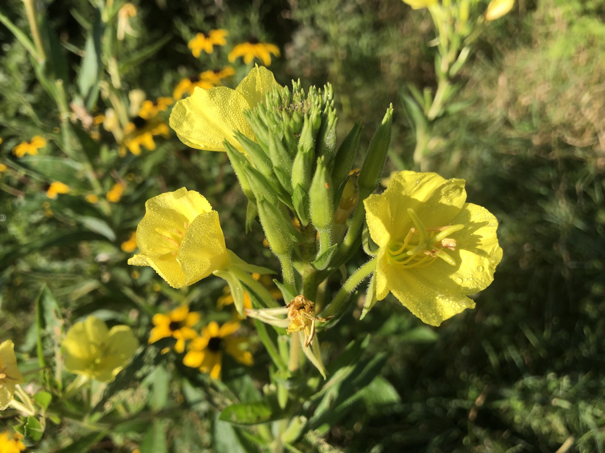 Evening Primrose along shore of the Retaining Pond on the corner of Nakoma Road and Manitou Way on August 24, 2019.
