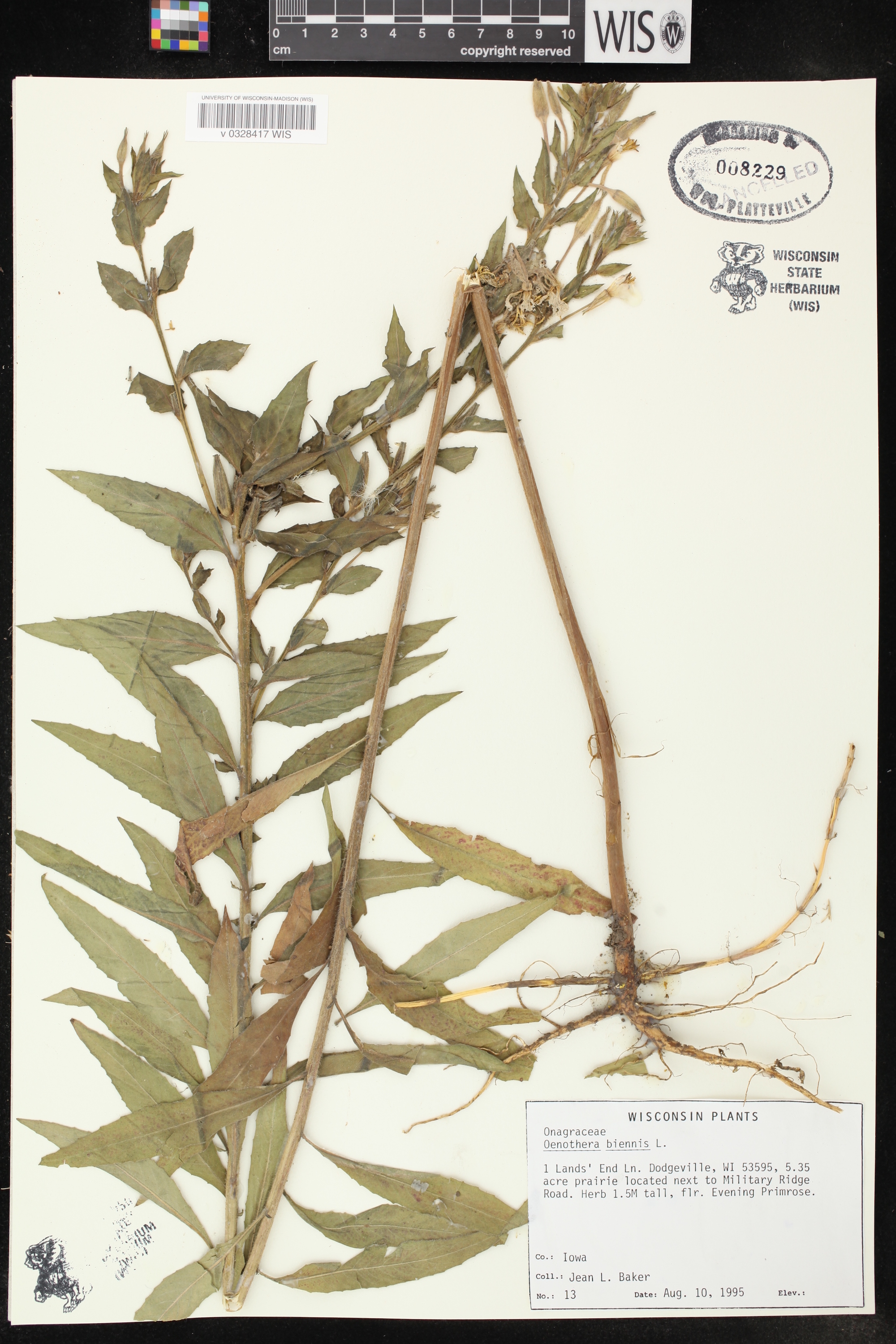 Evening Primrose specimen collected on Lands' End Lane in Dodgeville, Wisconsin on August 10, 1995.