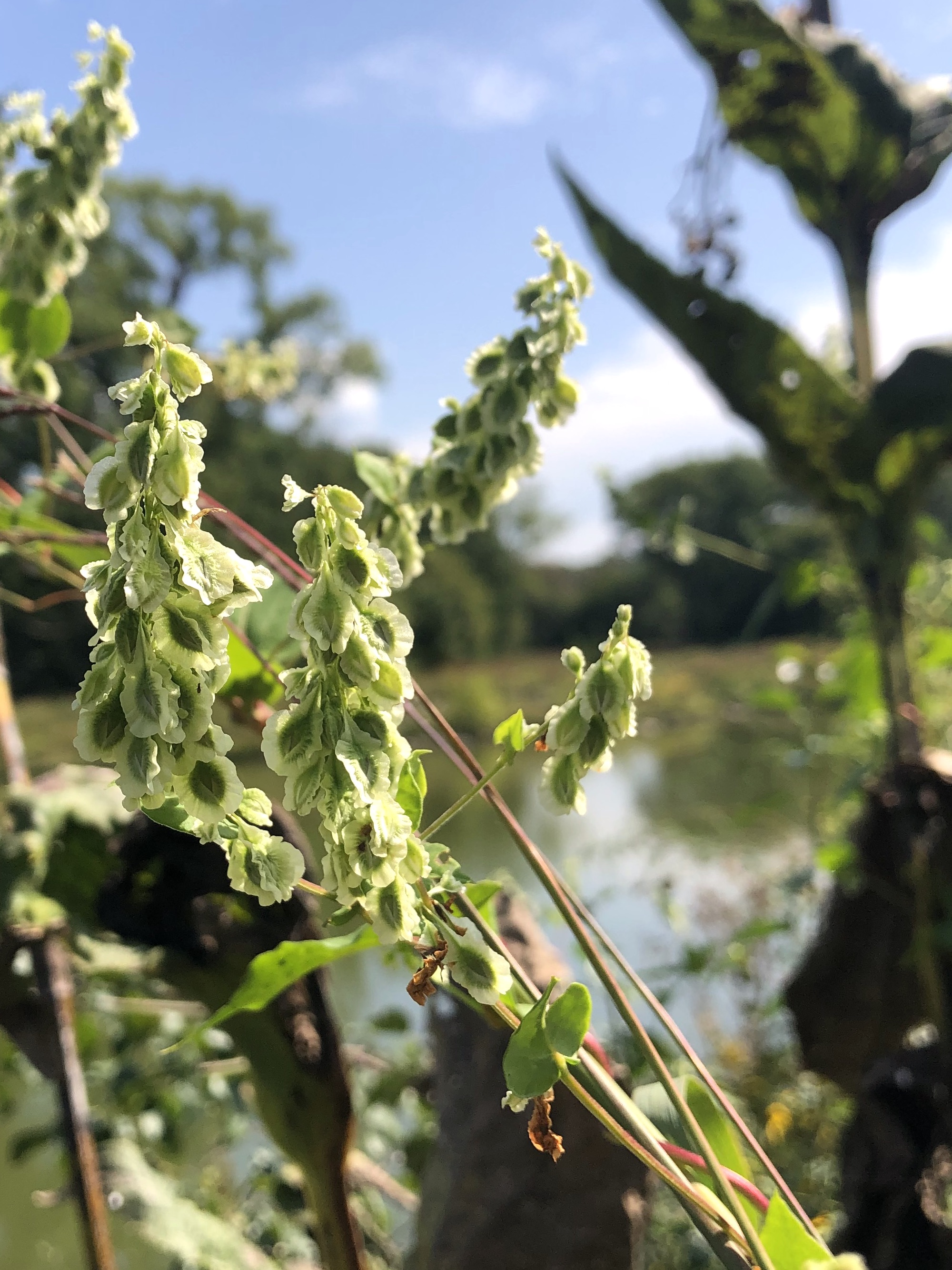 False Climbing Buckwheat on shore of Retaining Pond twining around dying Cup Plant in Madison, Wisconsin on September 16, 2022.