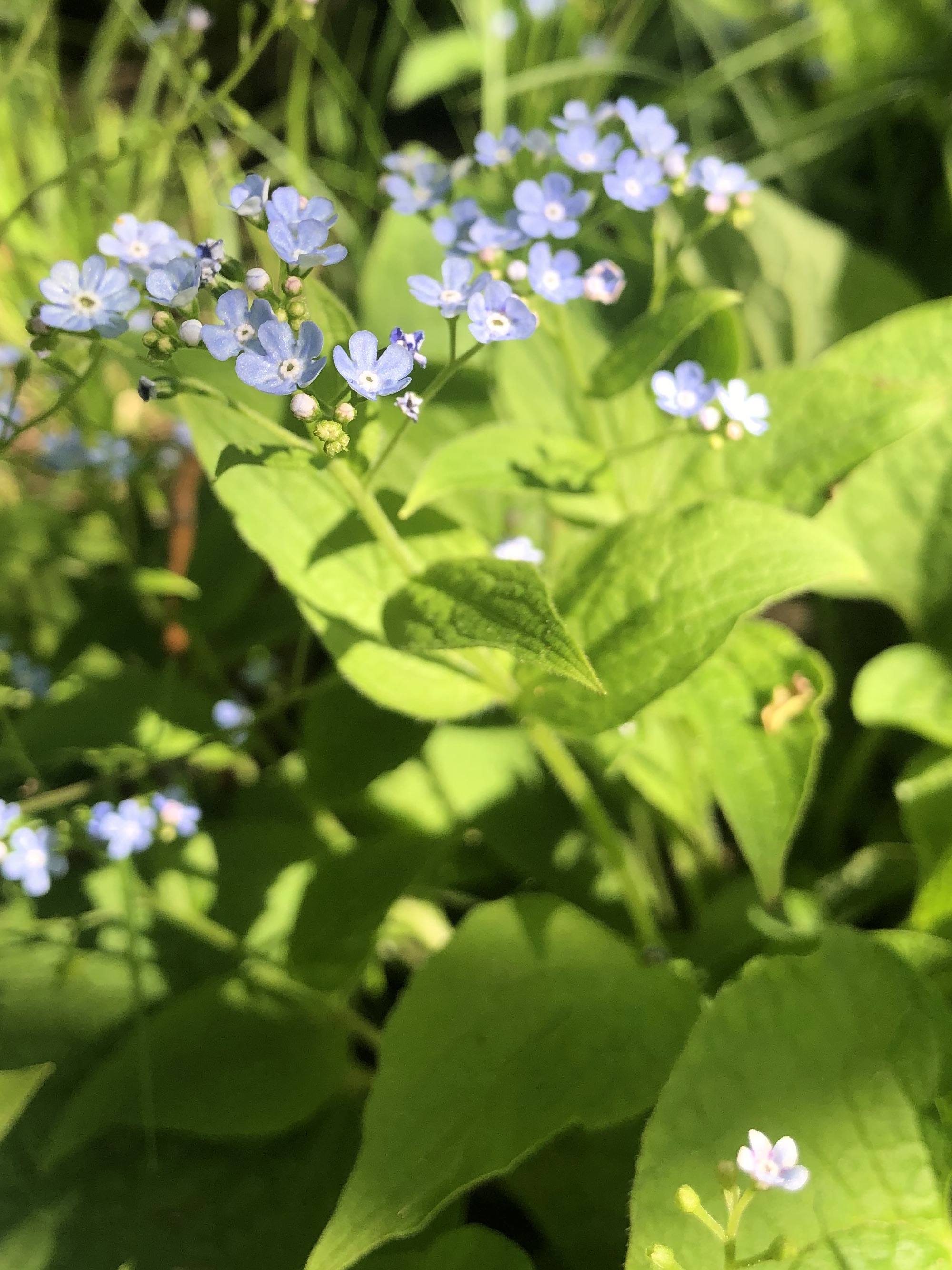 False Forget-Me-Not in the Thoreau Rain Garden in Madison, Wisconsin on May 16, 2022