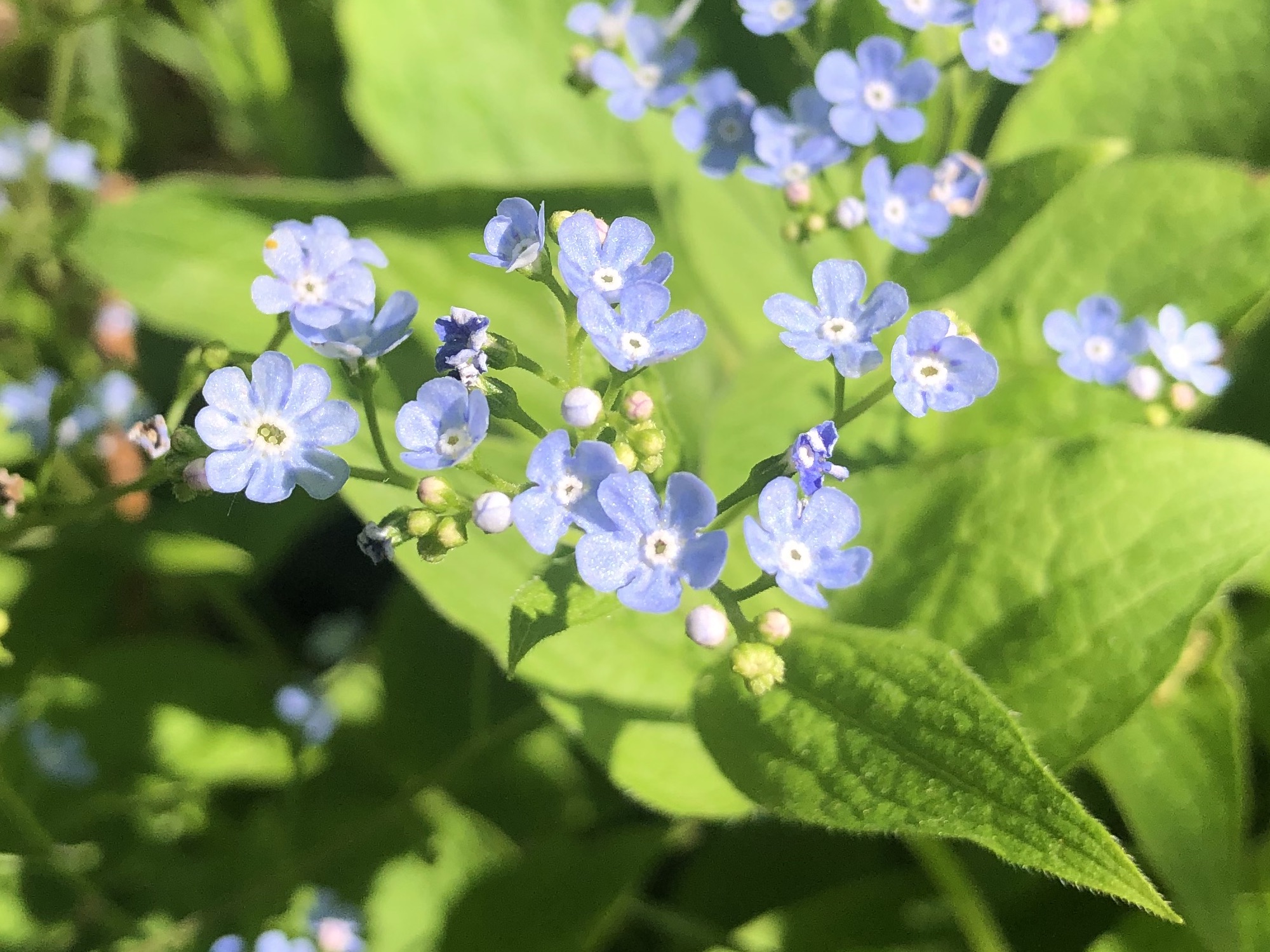 False Forget-Me-Not in the Thoreau Rain Garden in Madison, Wisconsin on May 16, 2022
