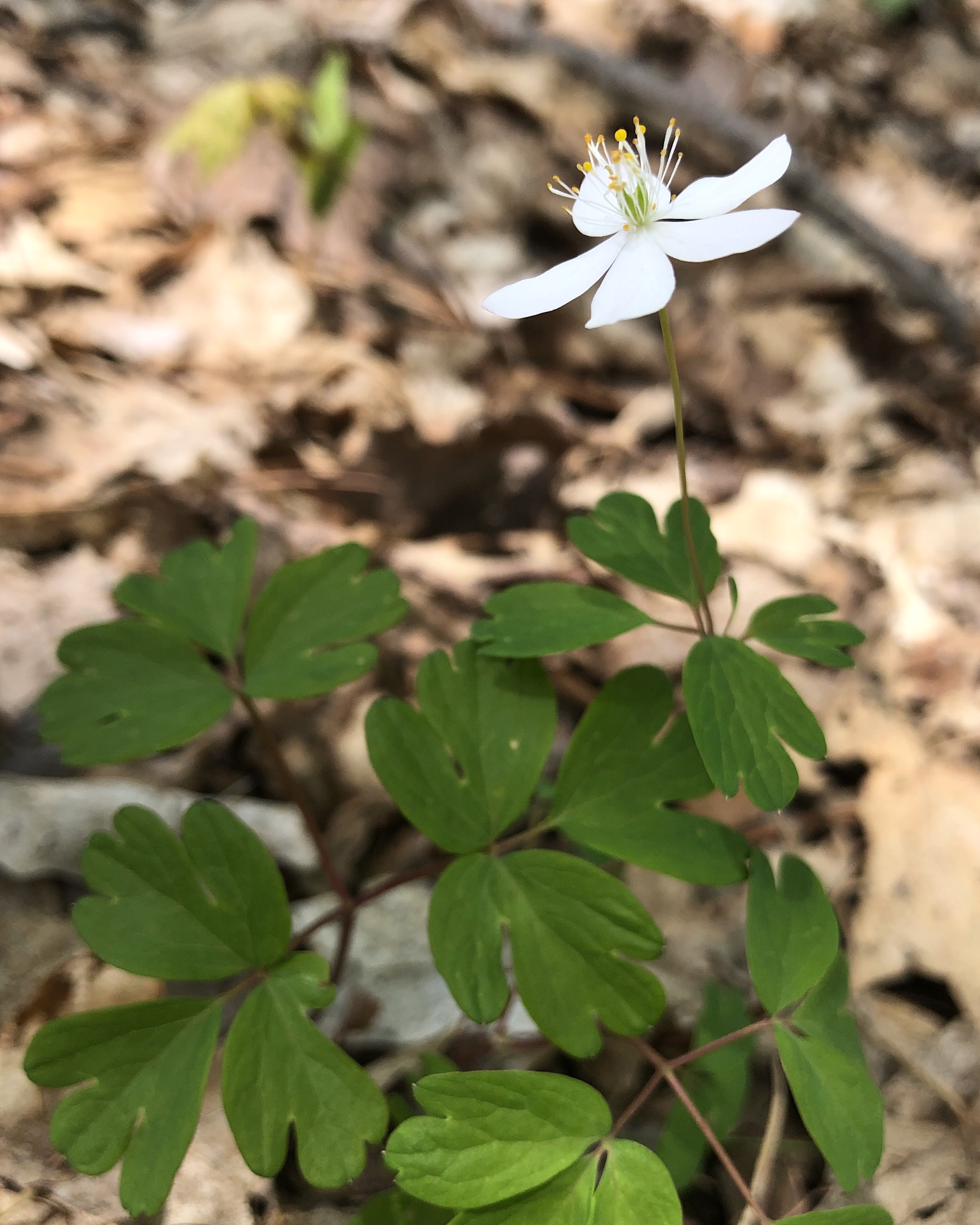 False Rue Anemone in the Maple-Basswood Forest of the University of Wisconsin Arboretum in Madison, Wisconsin on May 6, 2020.