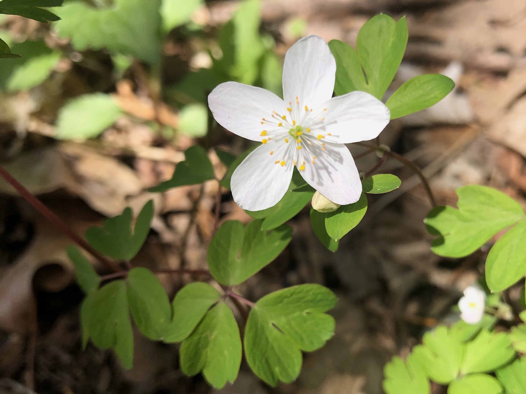 False Rue Anemone in the Maple-Basswood Forest of the University of Wisconsin Arboretum in Madison, Wisconsin on May 6, 2020.