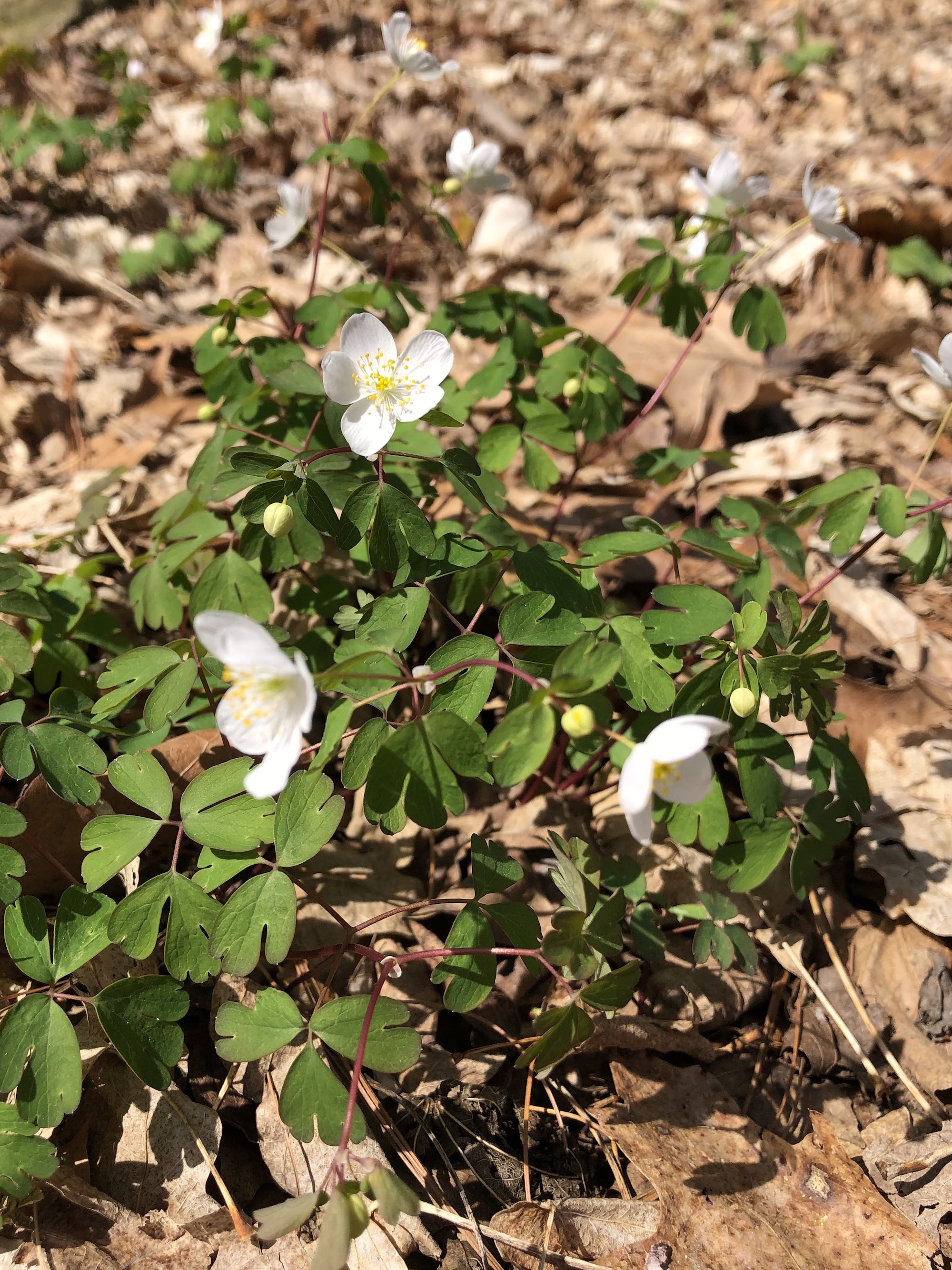 False Rue Anemone in the University of Wisconsin Arboretum Native Gardens in Madison, Wisconsin on April 17, 2021.