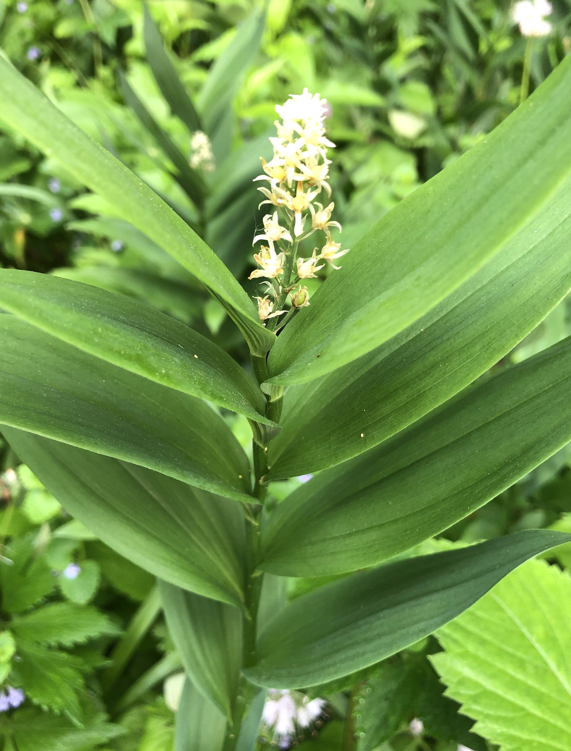 Starry False Solomon's Seal near Duck Pond in Madison, Wisconsin on May 31, 2019.
