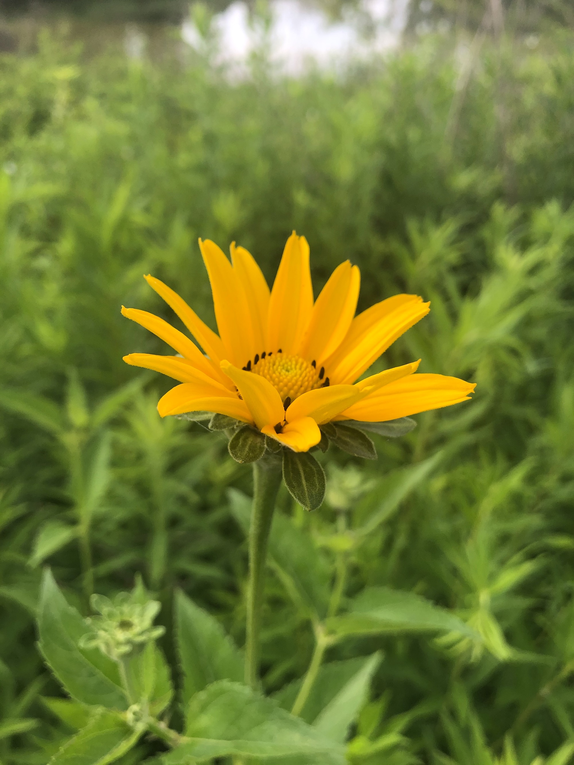 False Sunflower on shore of retaining pond in Madison, Wisconsin on June 23, 2020.