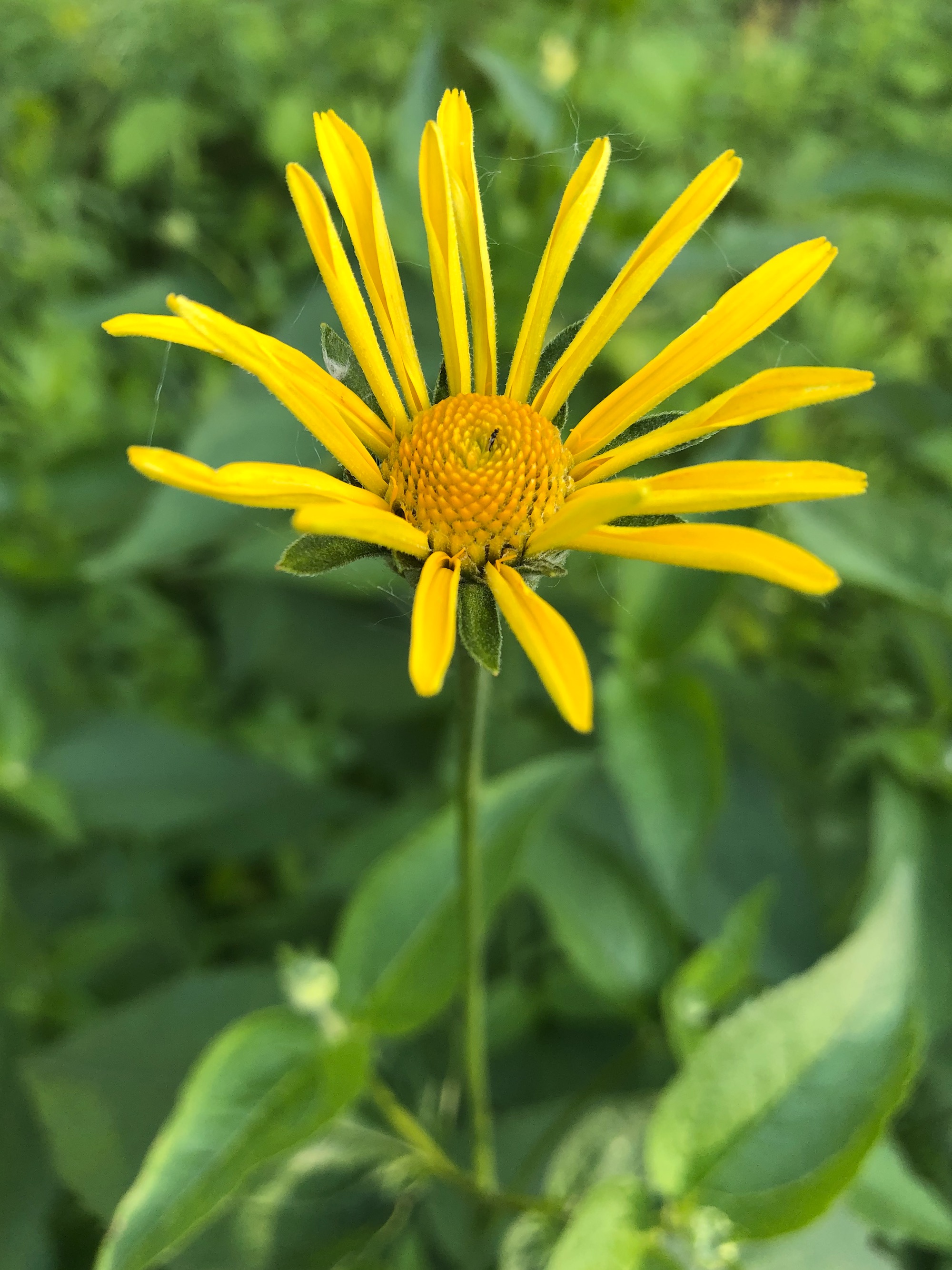 False Sunflower on shore of Marion Dunn pond in Madison, Wisconsin on June 16, 2020.