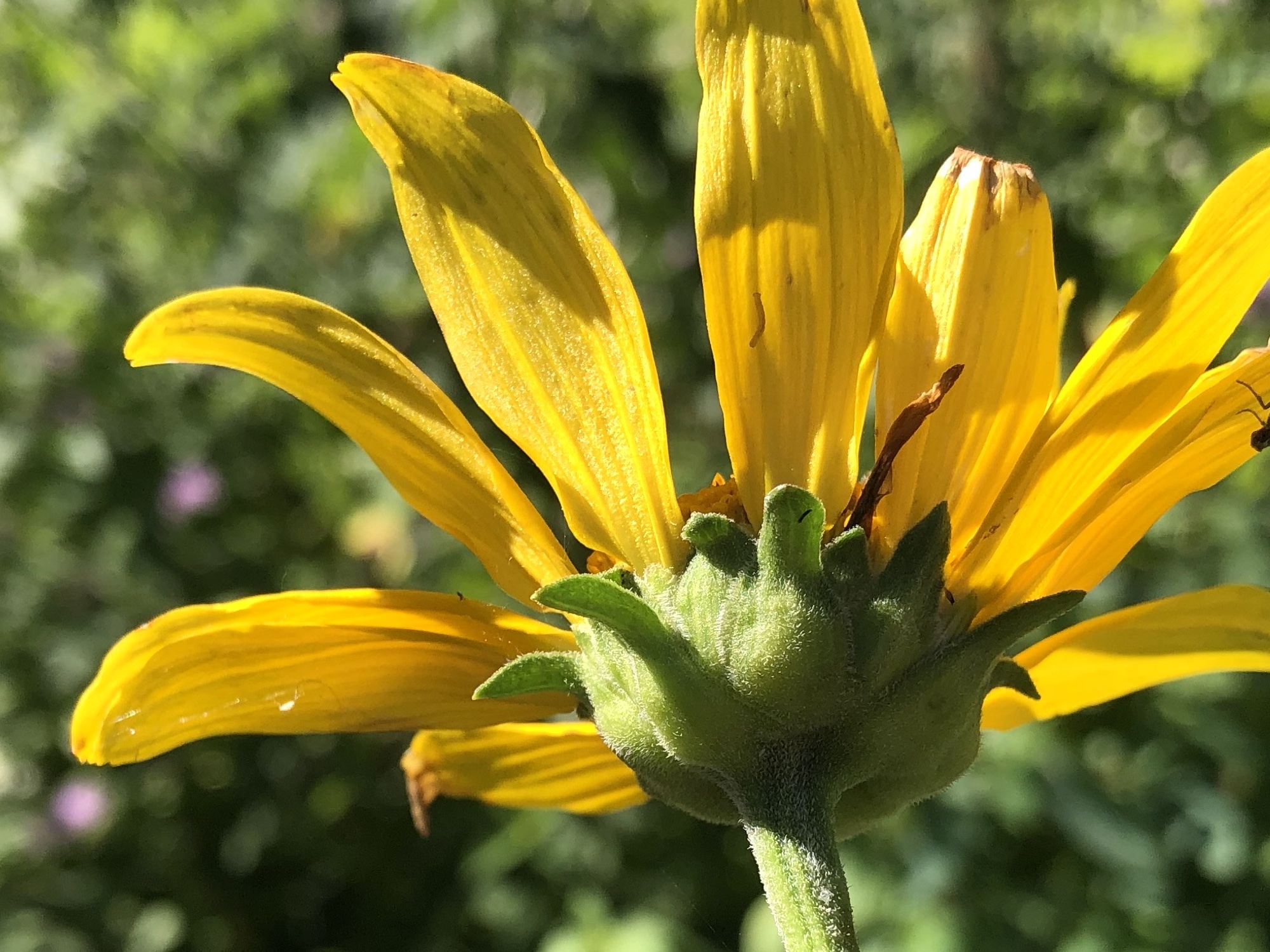False Sunflower bracts in Oak Savanna in Madison, Wisconsin on July 25, 2022.