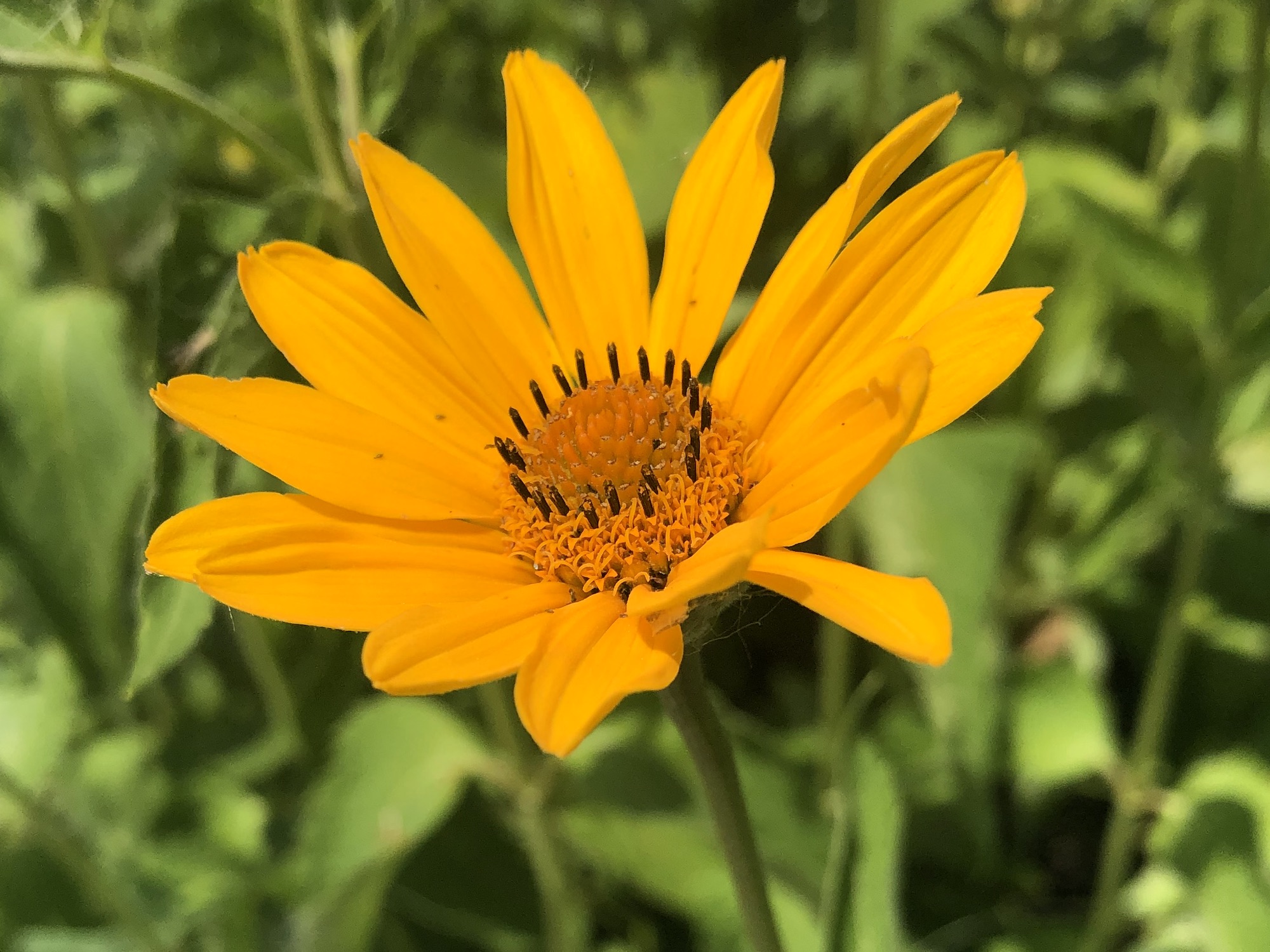 False Sunflower in Oak Savanna in Madison, Wisconsin on June 24, 2022.