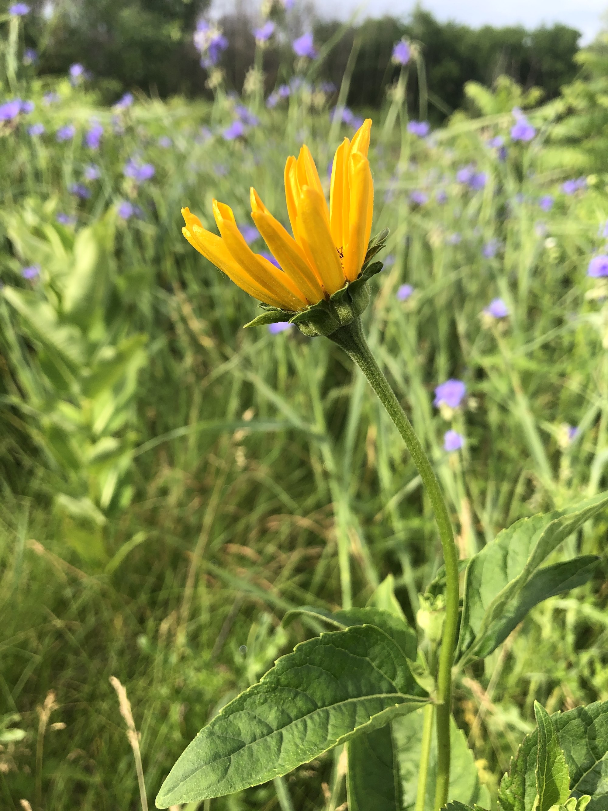 False Sunflower on shore of Marion Dunn pond in Madison, Wisconsin on June 19, 2020.