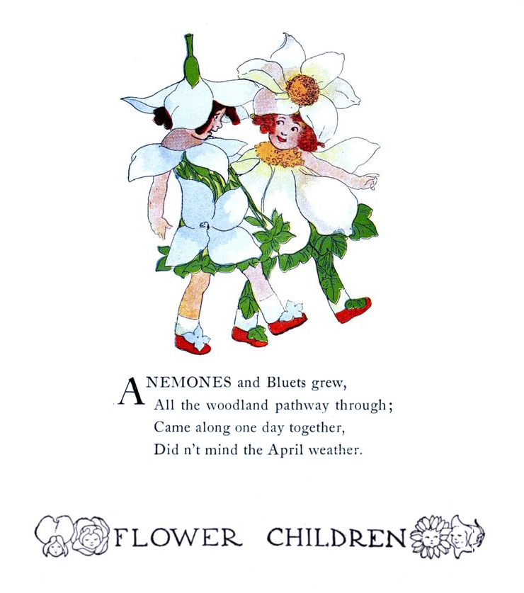 Anemone Flower Children.