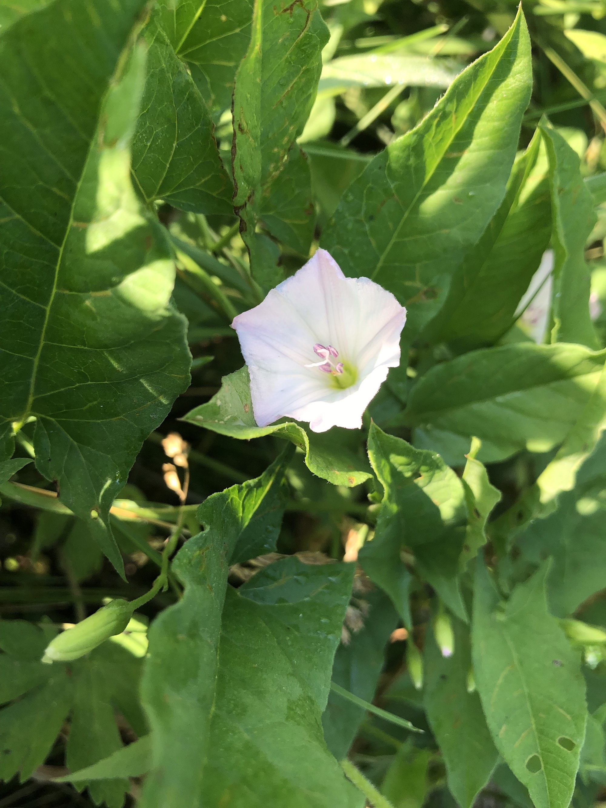 Field Bindweed on shore of Marion Dunn Pond in Madison, Wisconsin on June 12, 2021.