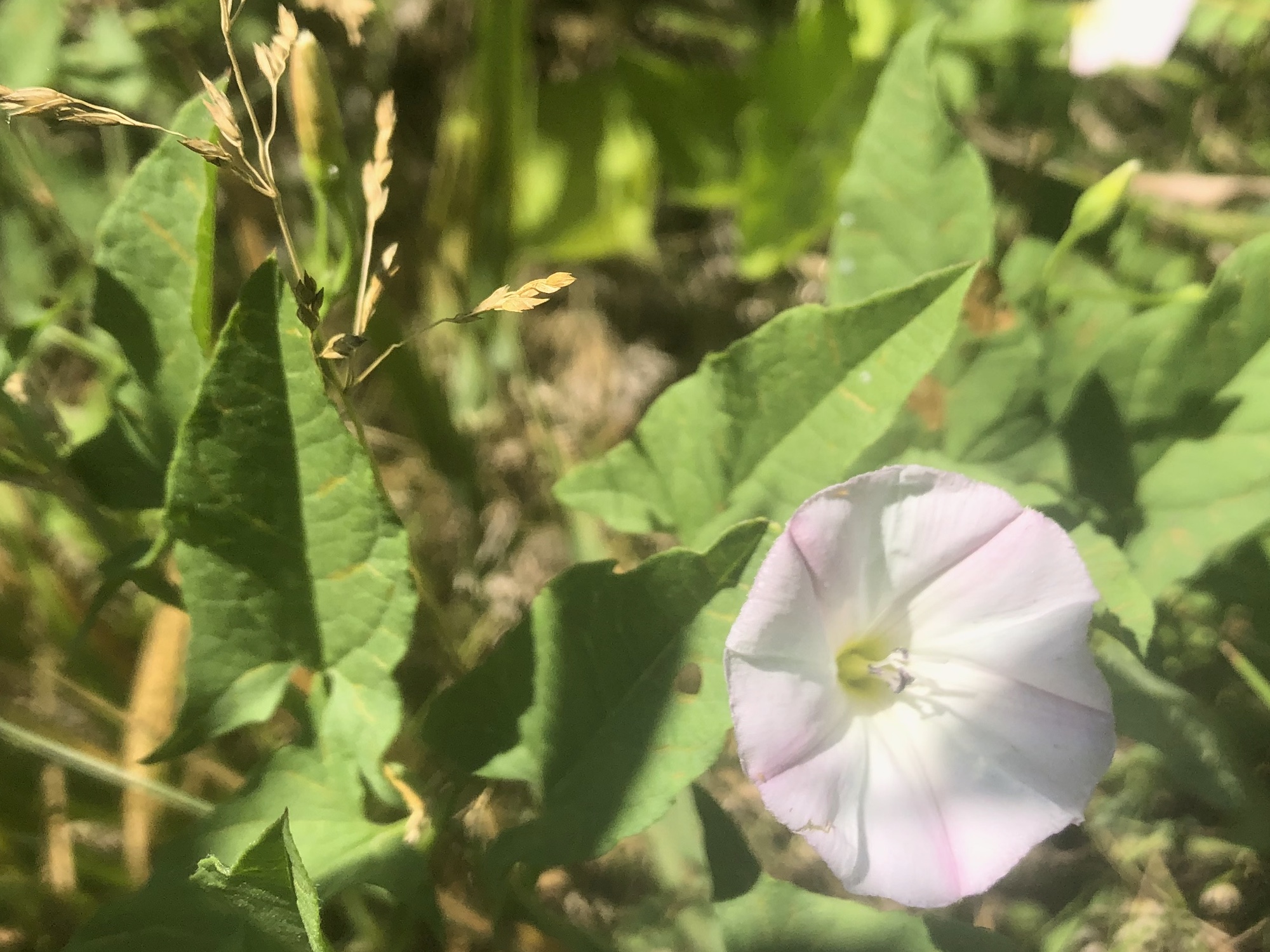 Field Bindweed on shore of Marion Dunn Pond in Madison, Wisconsin on June 14, 2021.
