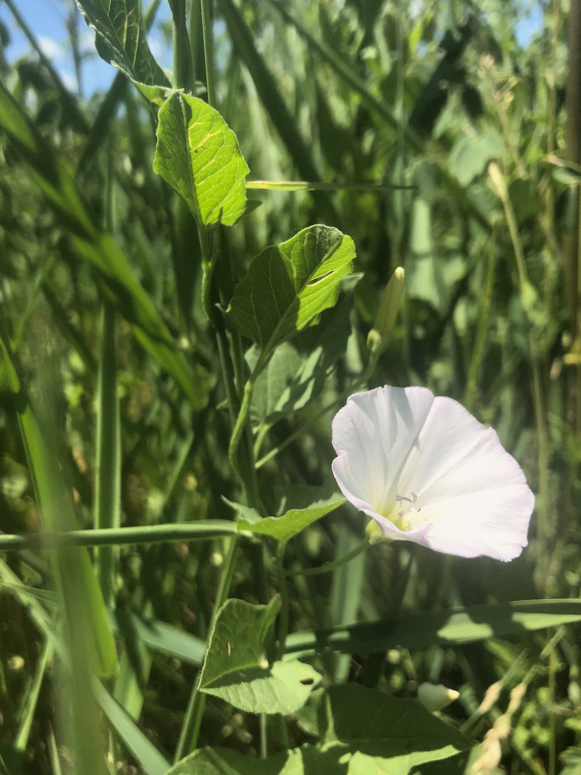 Field Bindweed on shore of Marion Dunn Pond in Madison, Wisconsin on June 14, 2021.